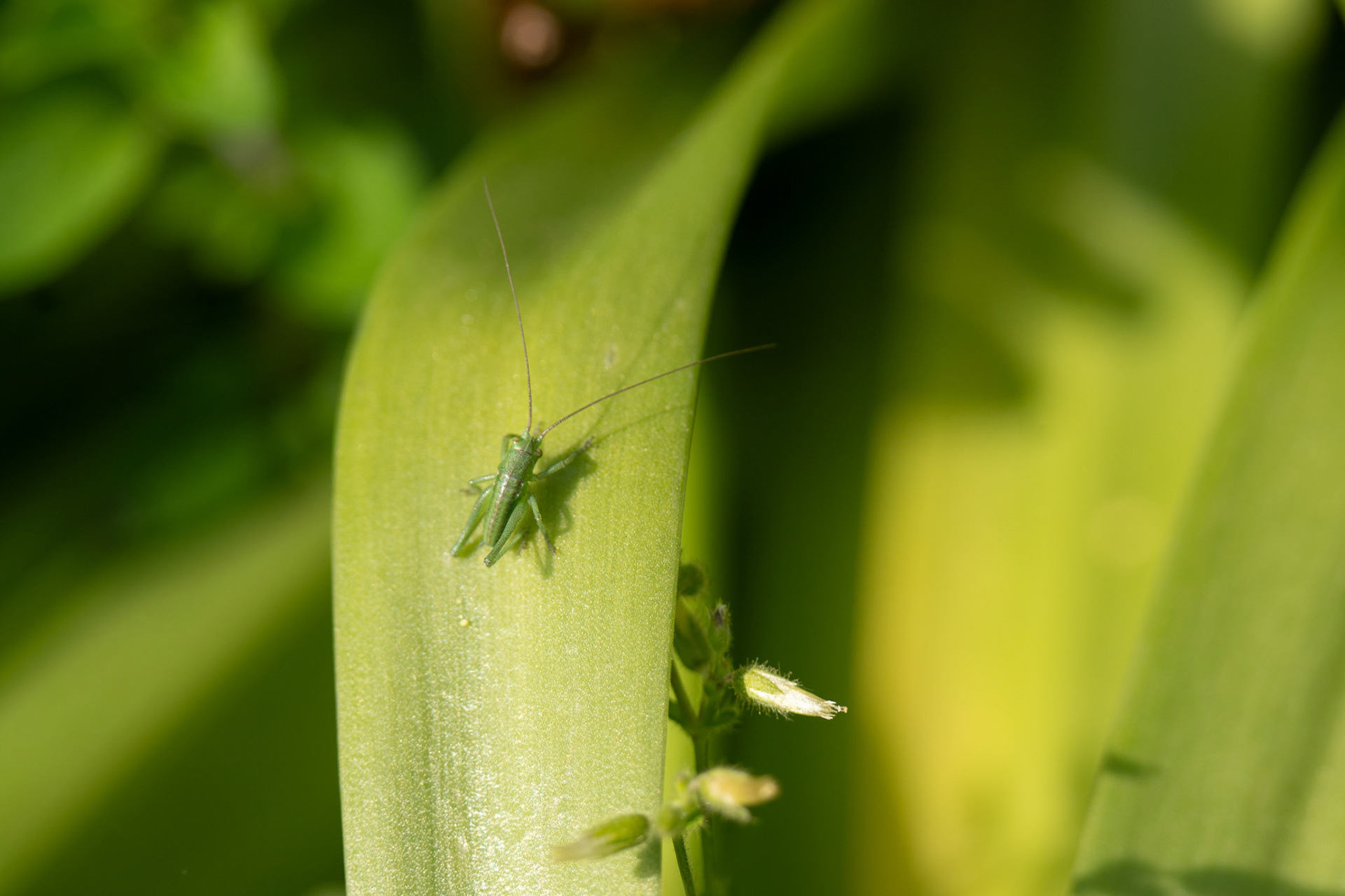 Grote groene sabelsprinkhaan