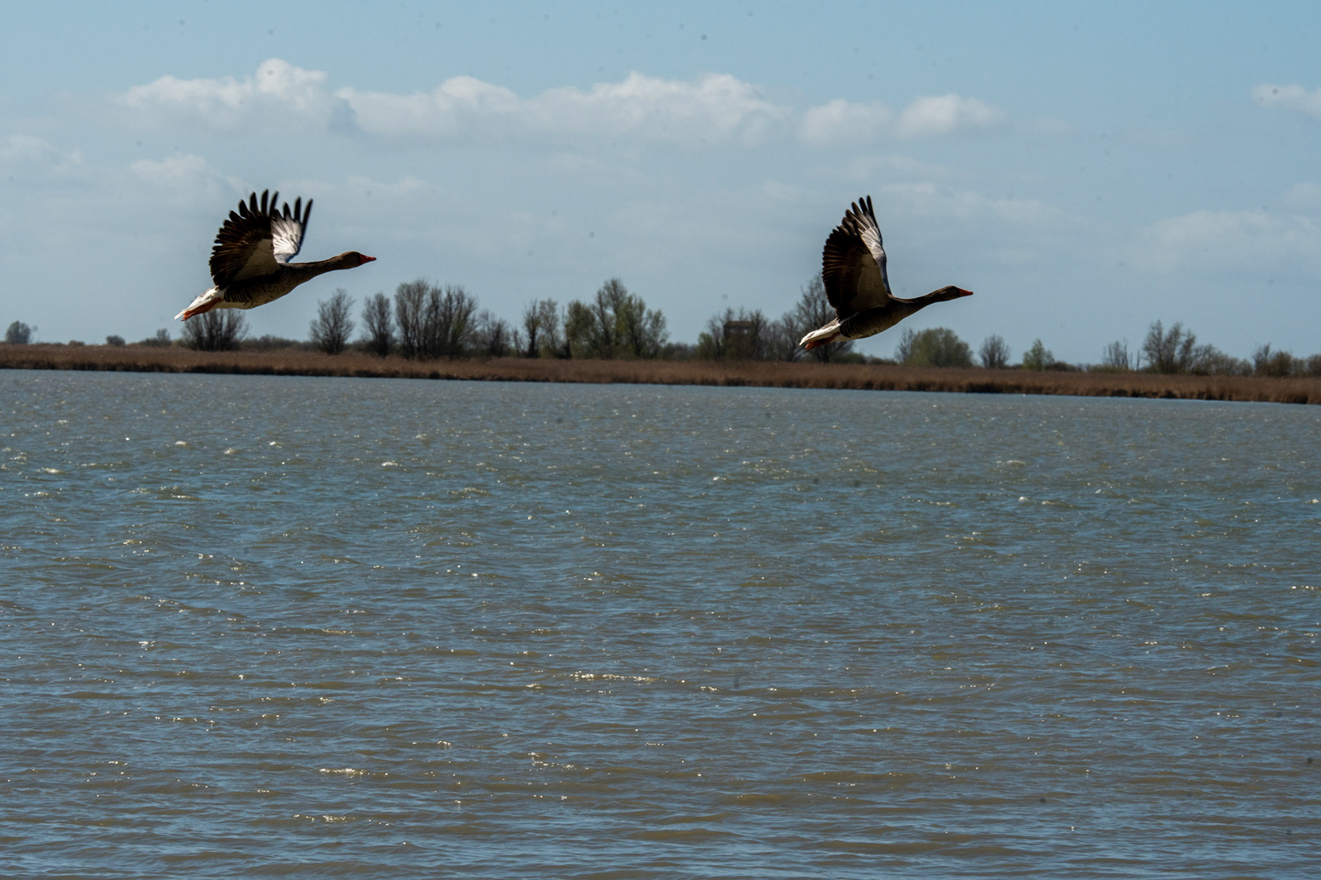 grauwe gans