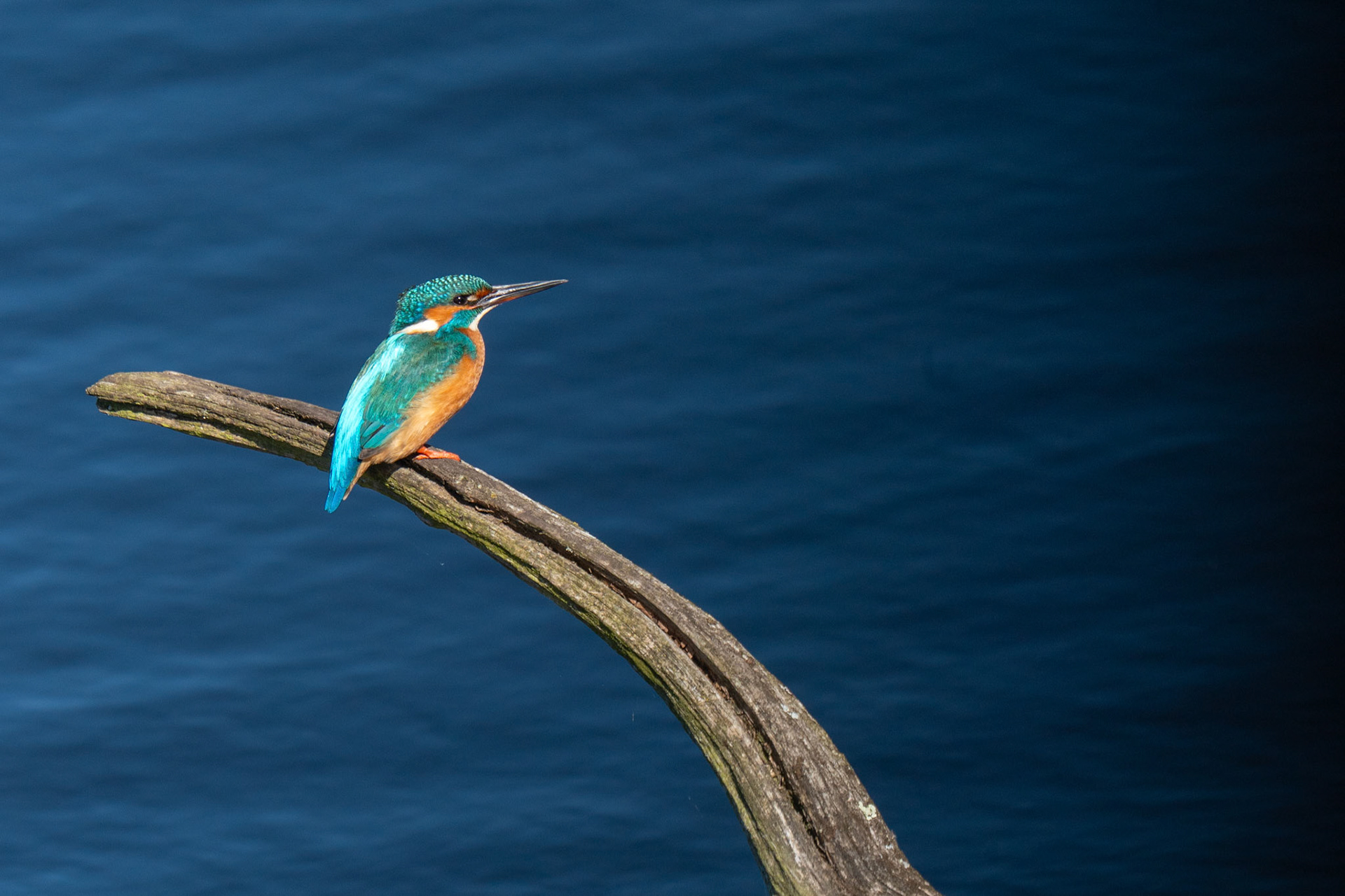 IJsvogel