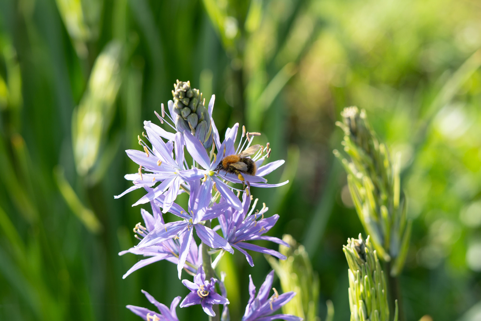 akkerhommel