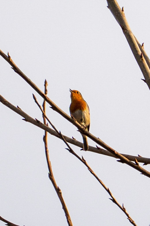 roodborst