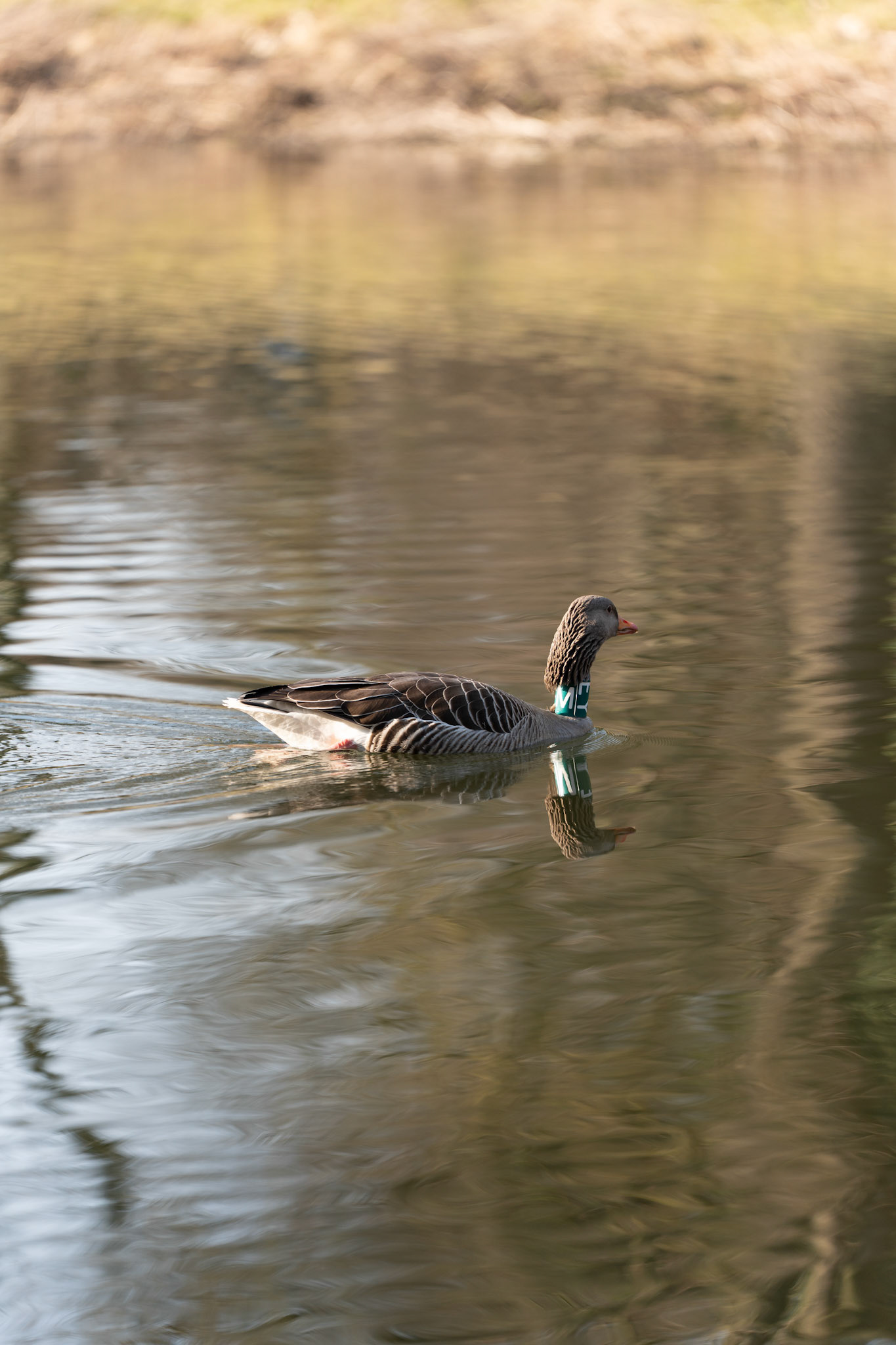Grauwe gans