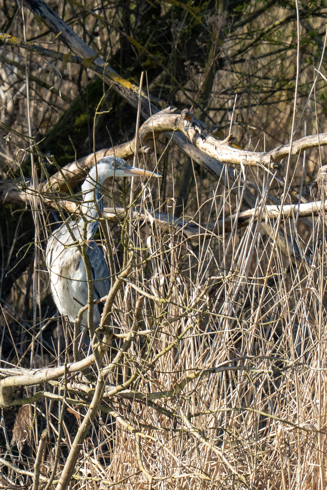 blauwe reiger
