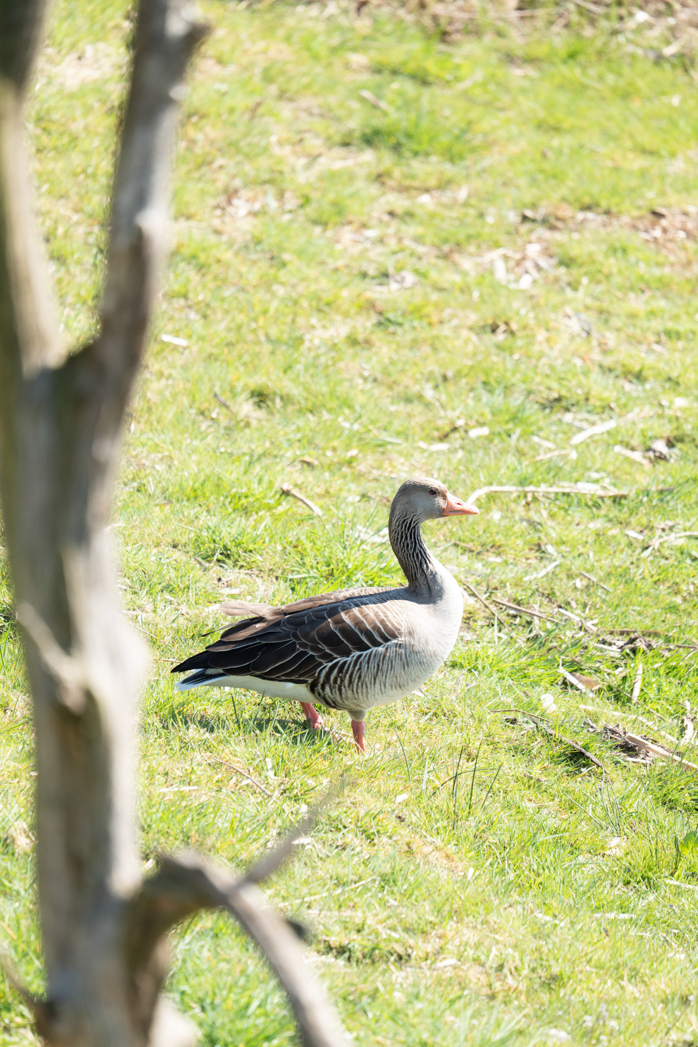grauwe gans