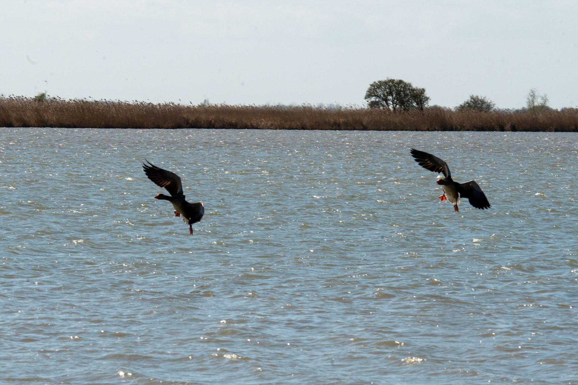 grauwe gans