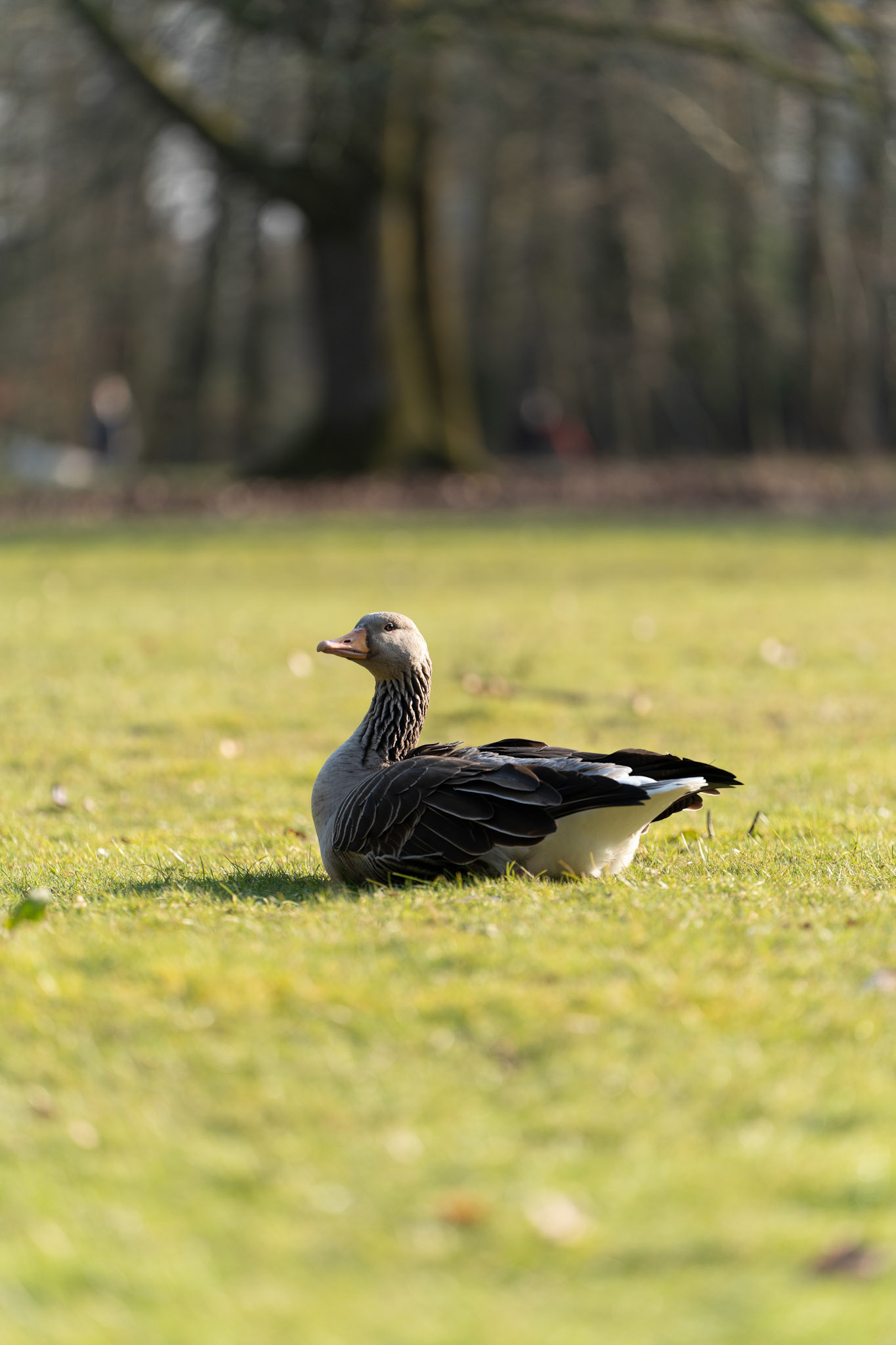 Grauwe gans