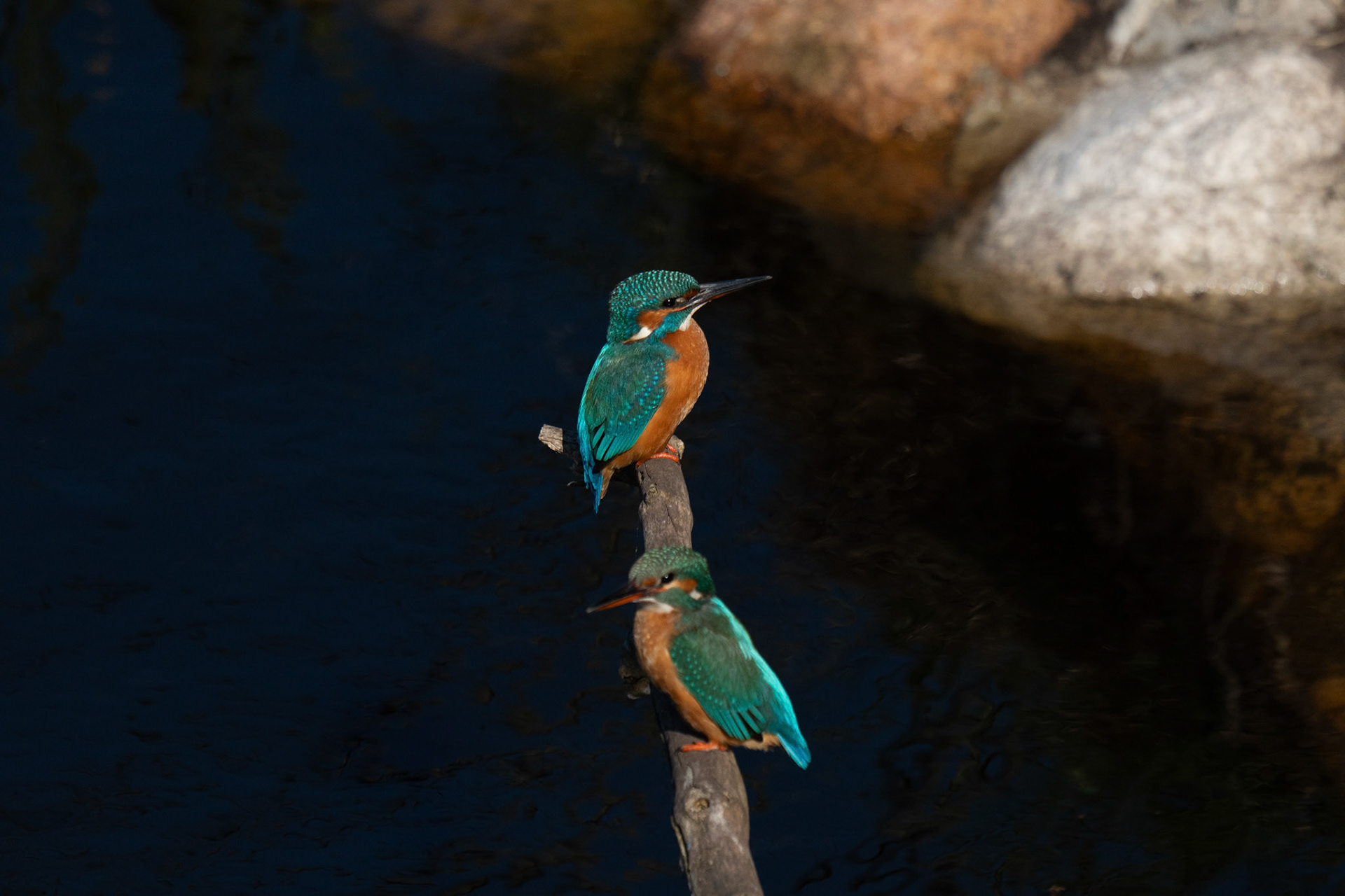 IJsvogel man/vrouw