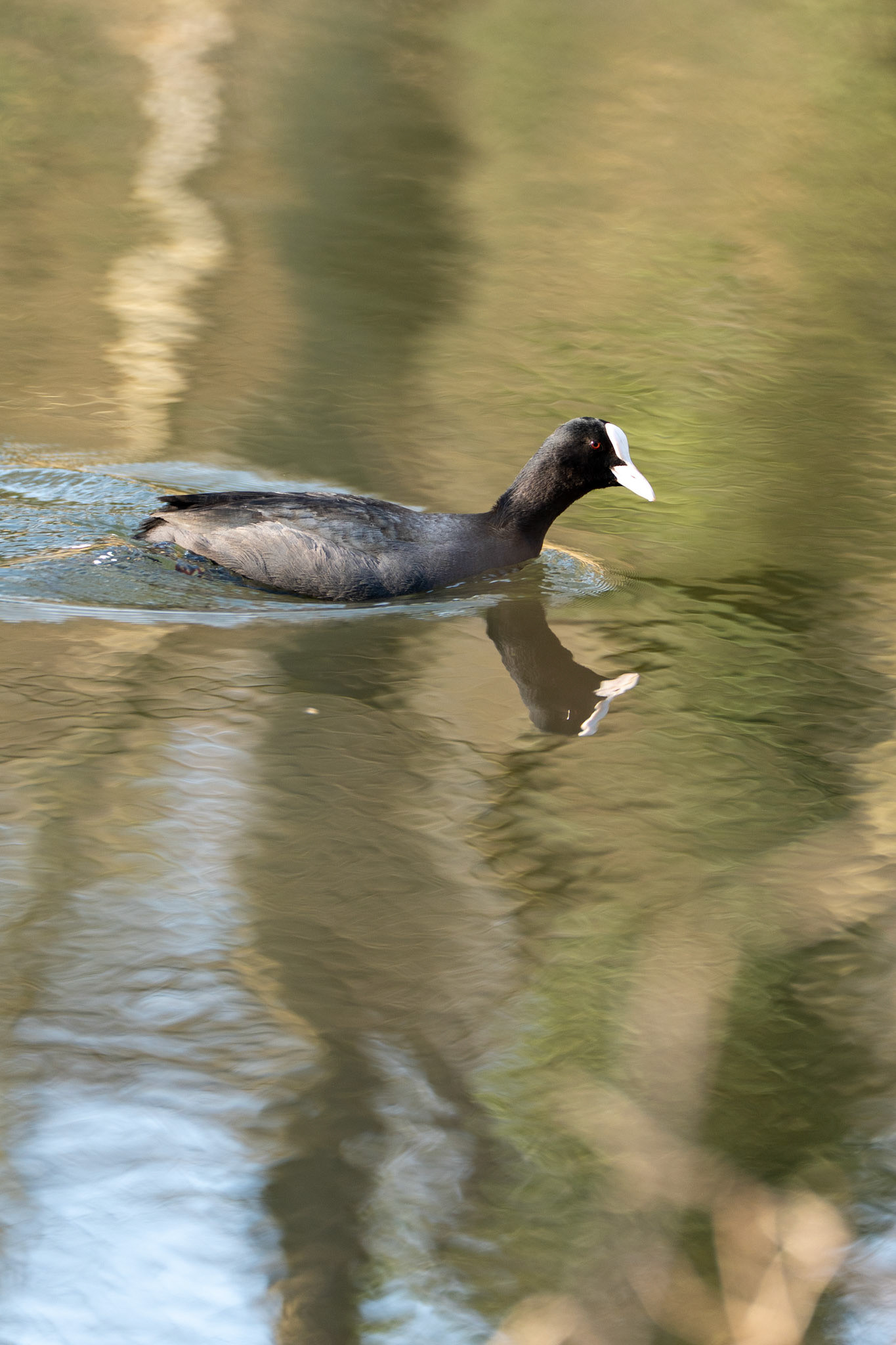 meerkoet