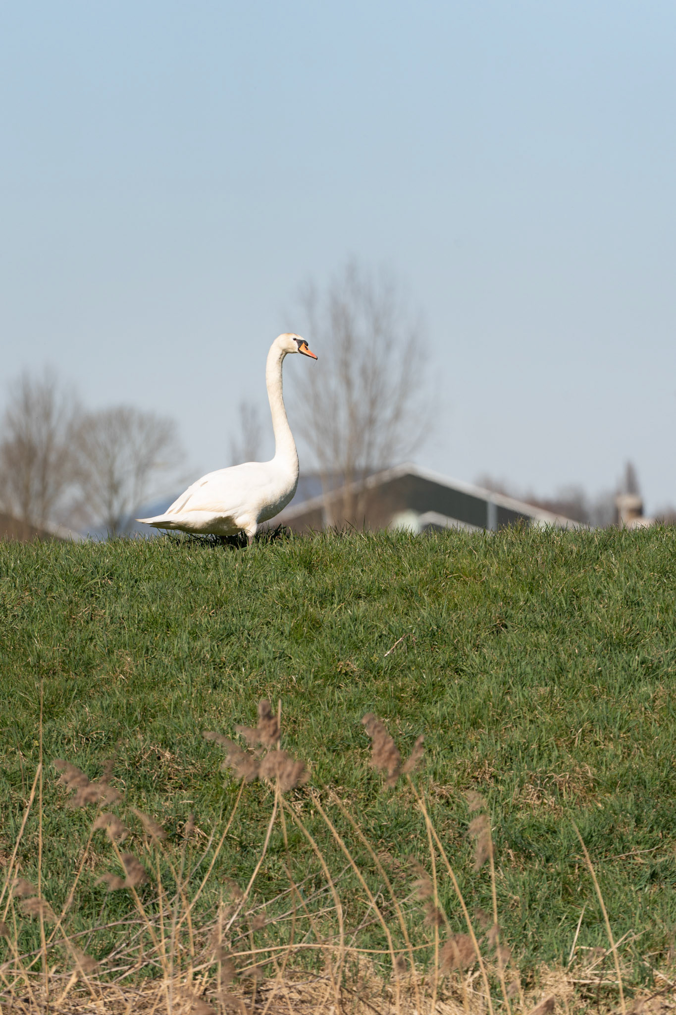 Knobbelzwaan