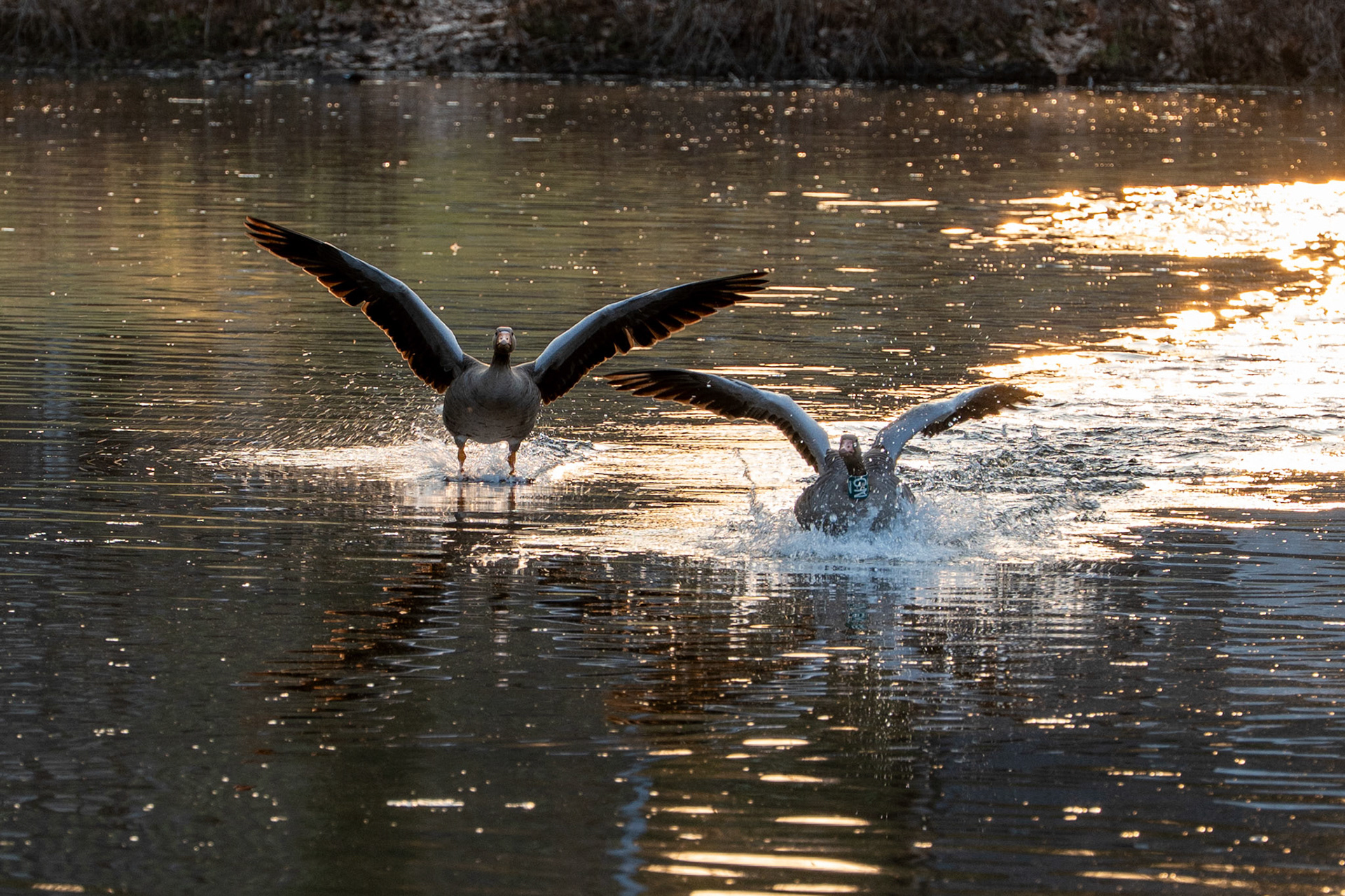 Grauwe gans