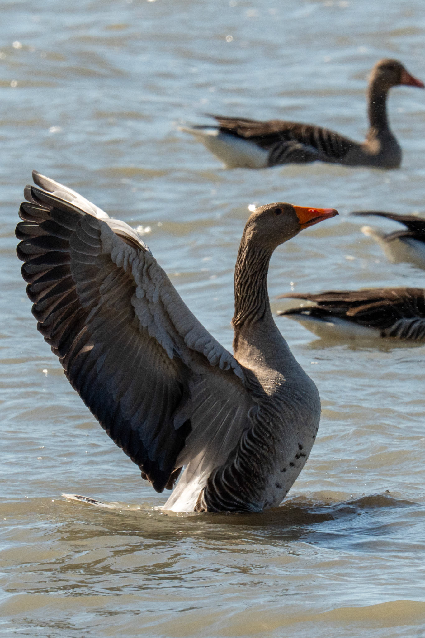 grauwe gans