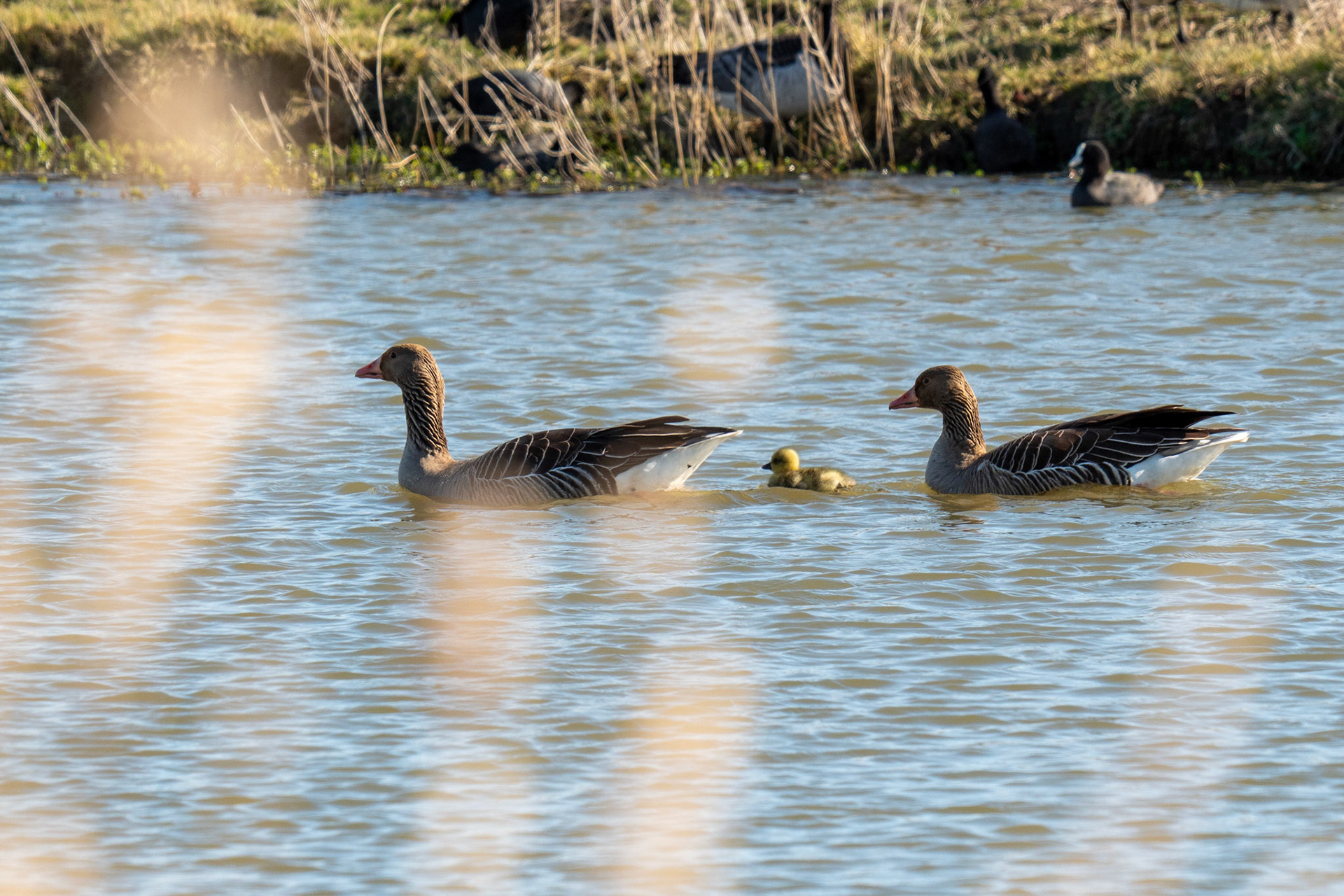 grauwe gans