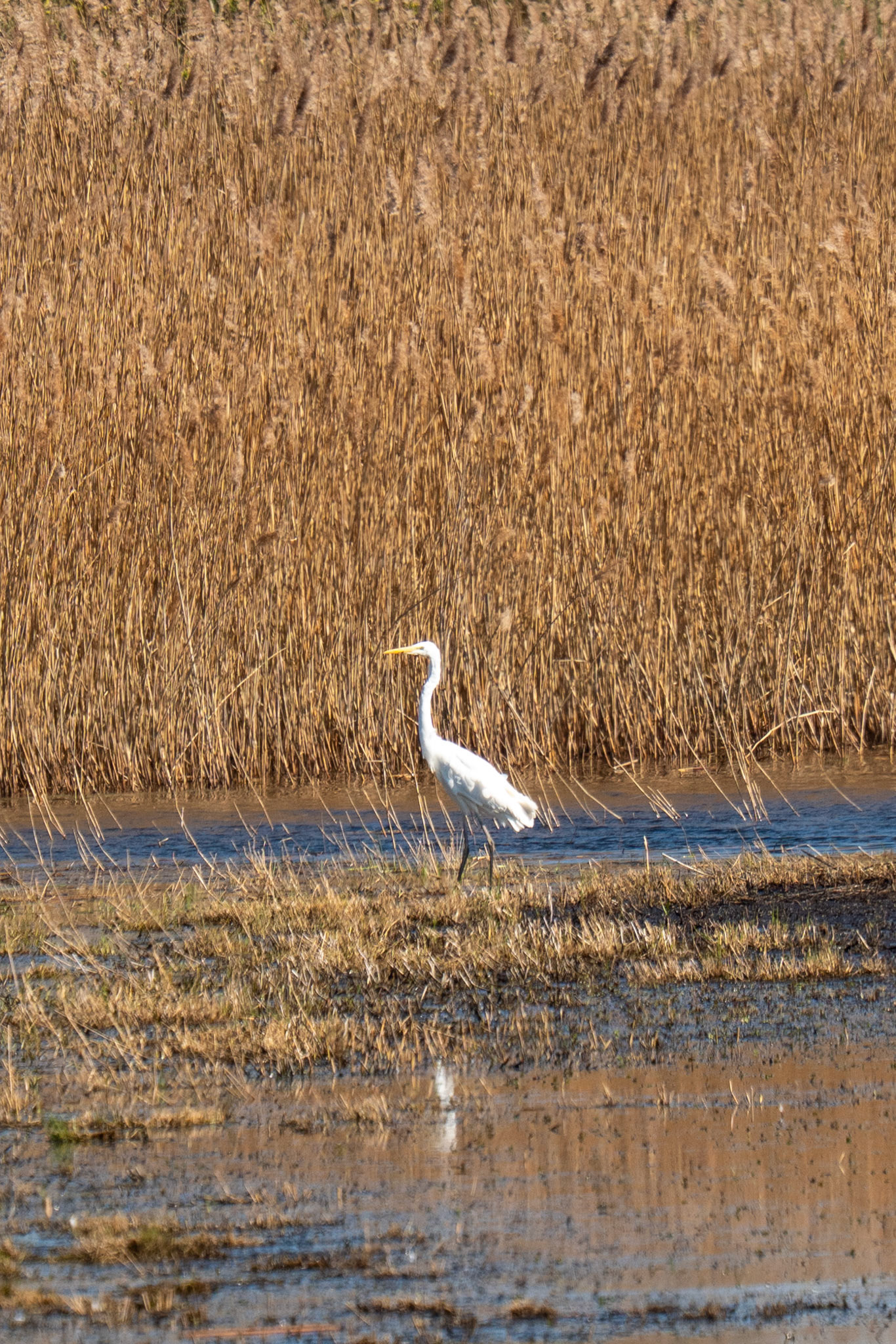 Grote zilver reiger