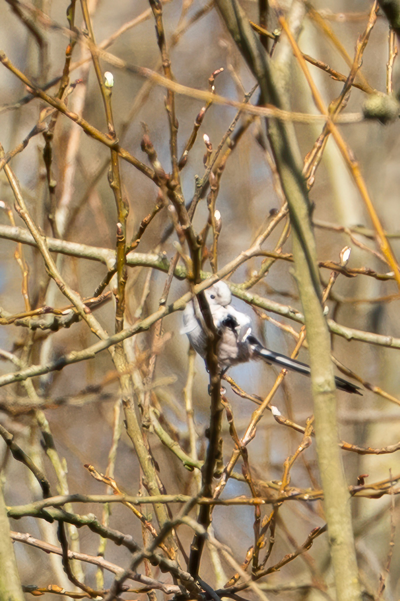 Staartmees witkoppig