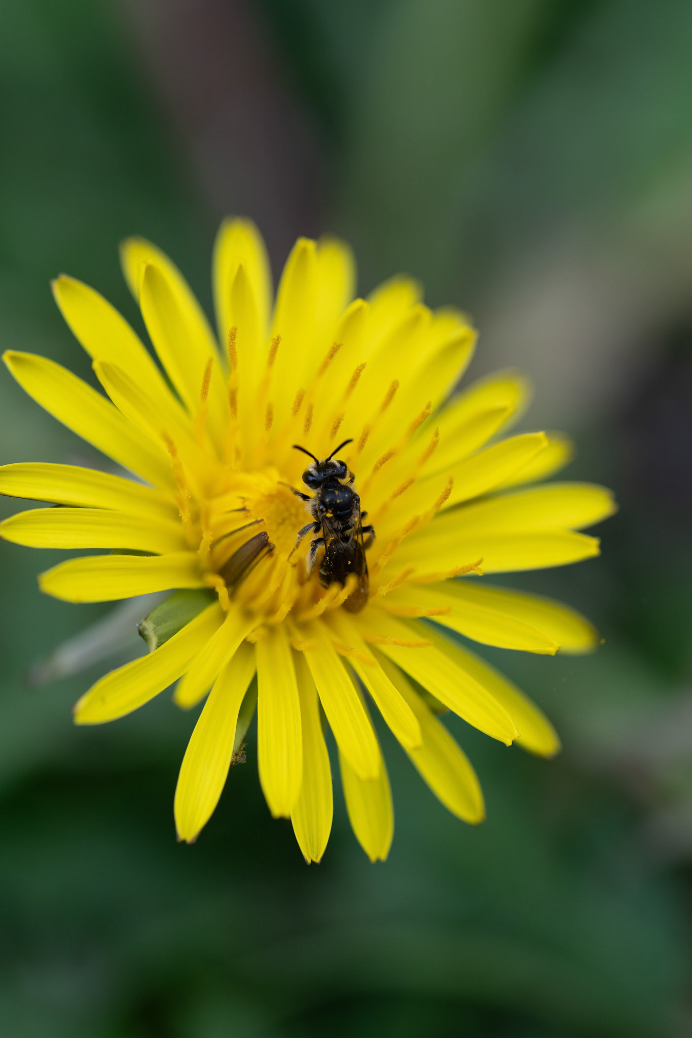 Andrena minutula-groep