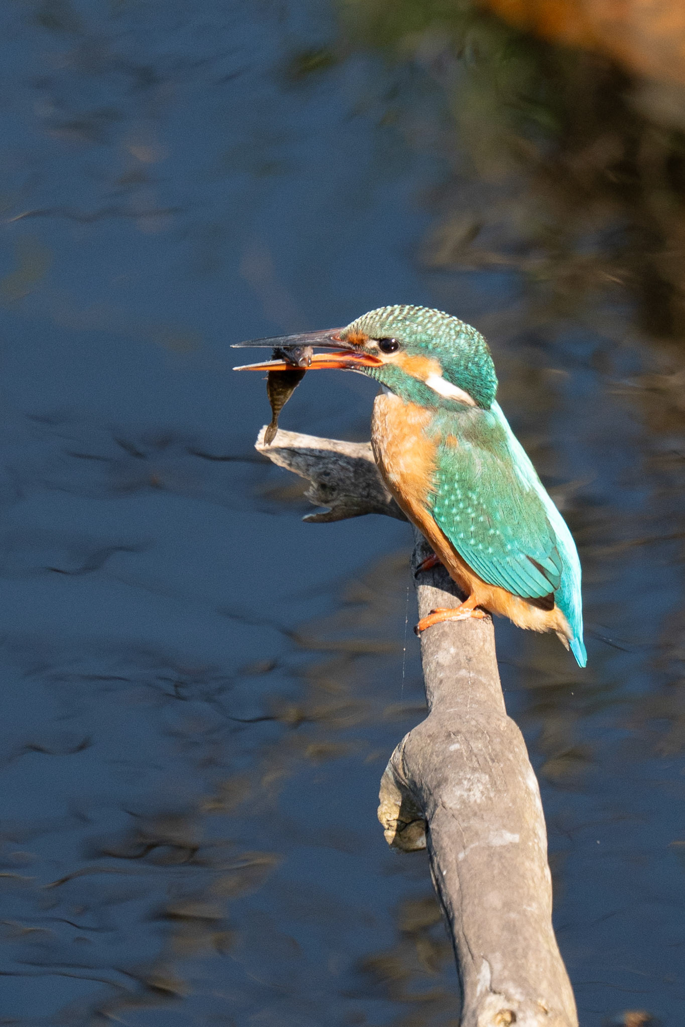 IJsvogel