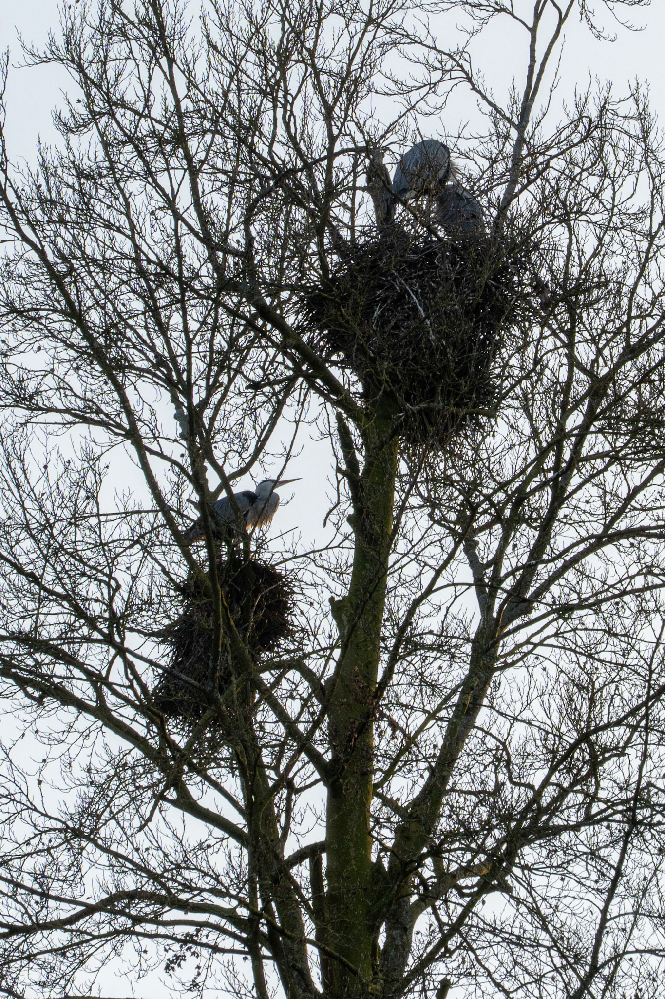 blauwe reigers