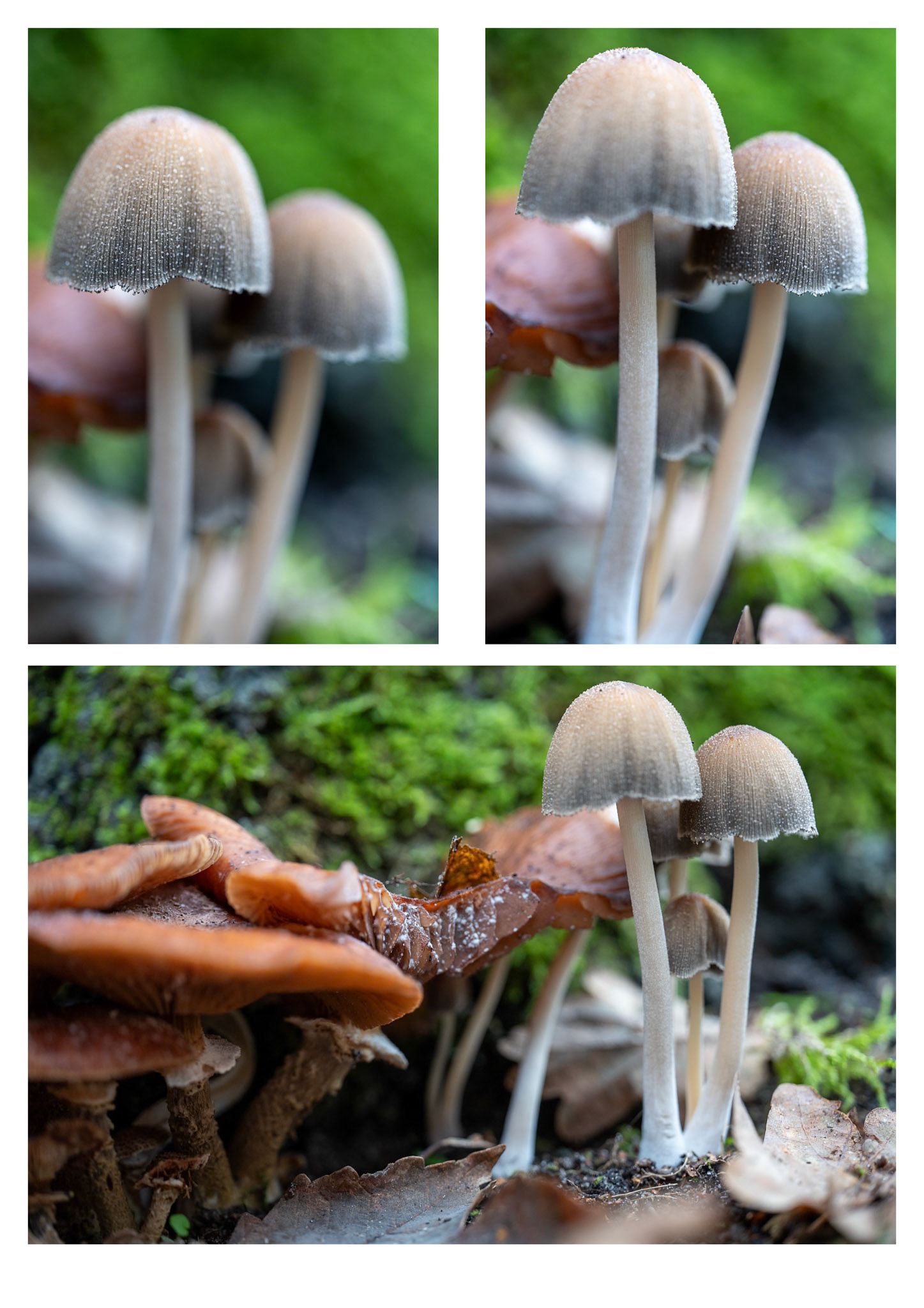 paddestoelen / macro
