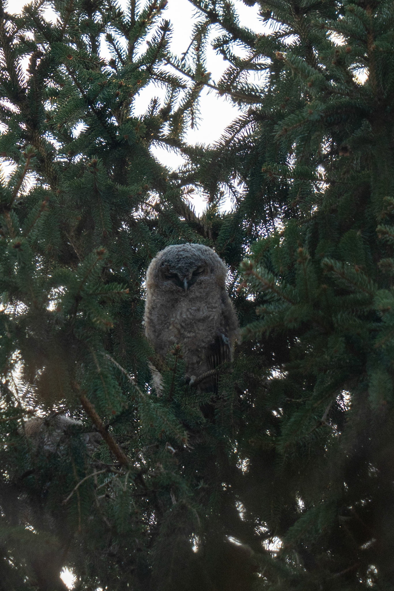 3 takkelingen, zie jij ze?
