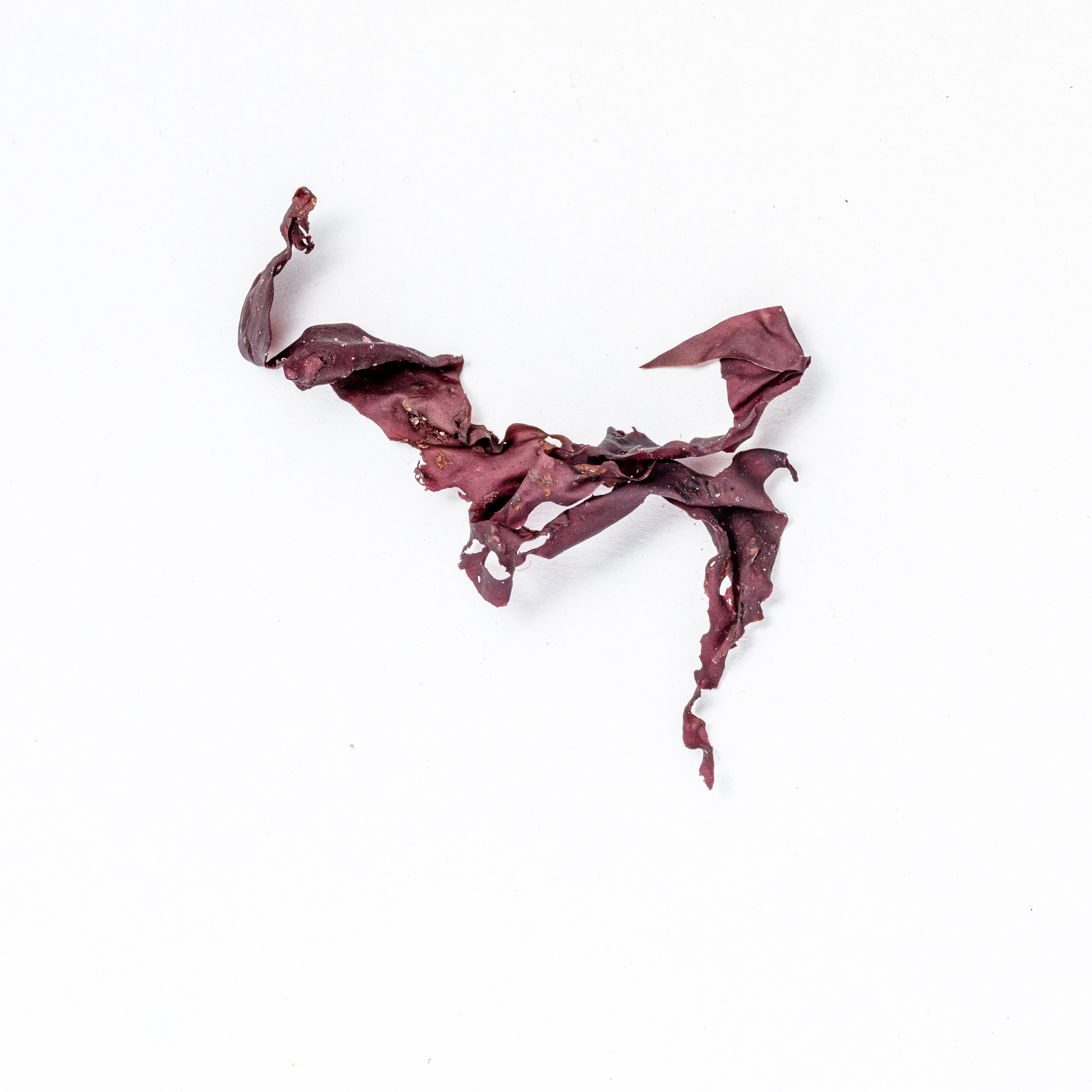 Product photography - dulse
