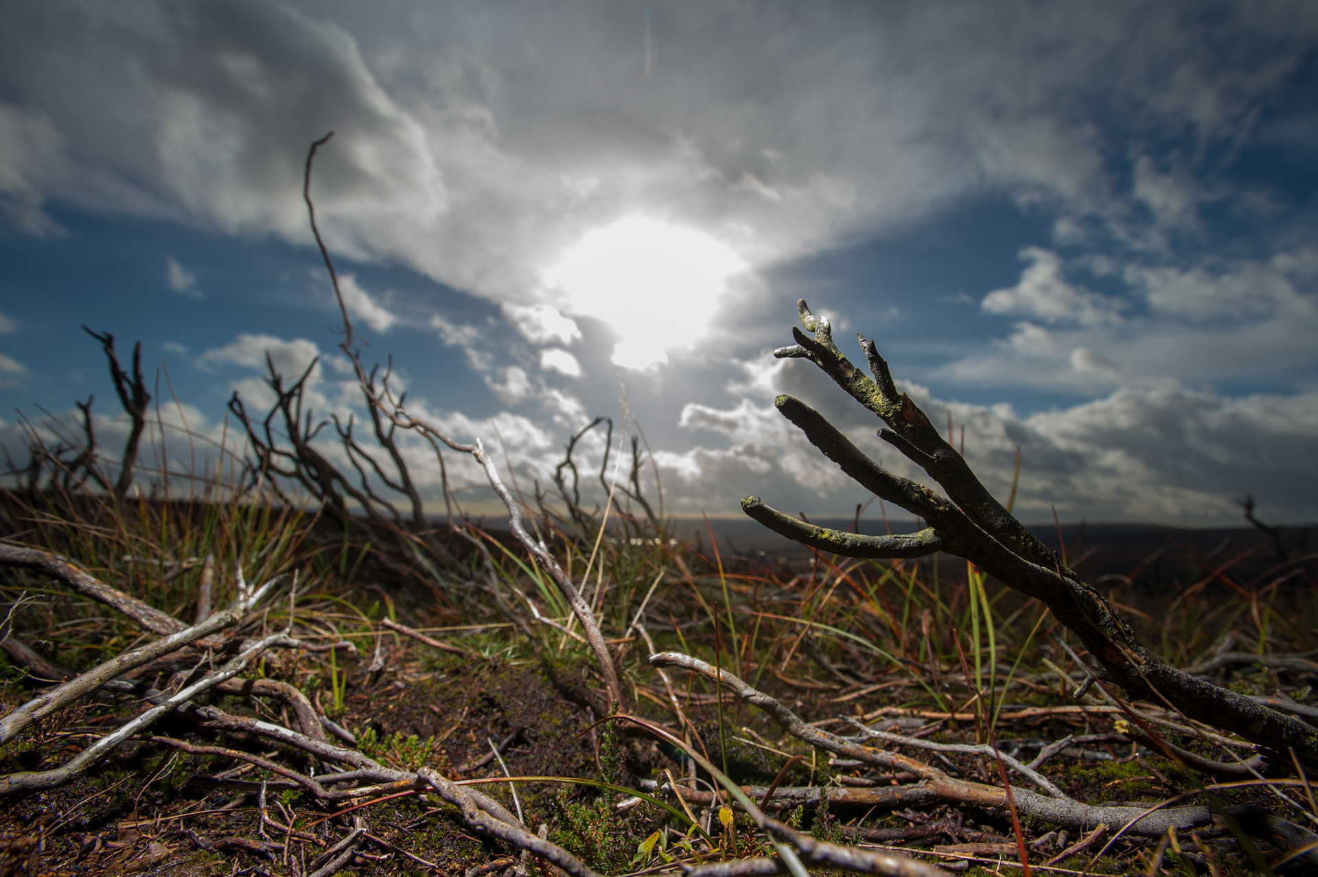 Walshaw Moor, West Yorkshire, Burnt health on drained Blanket bog