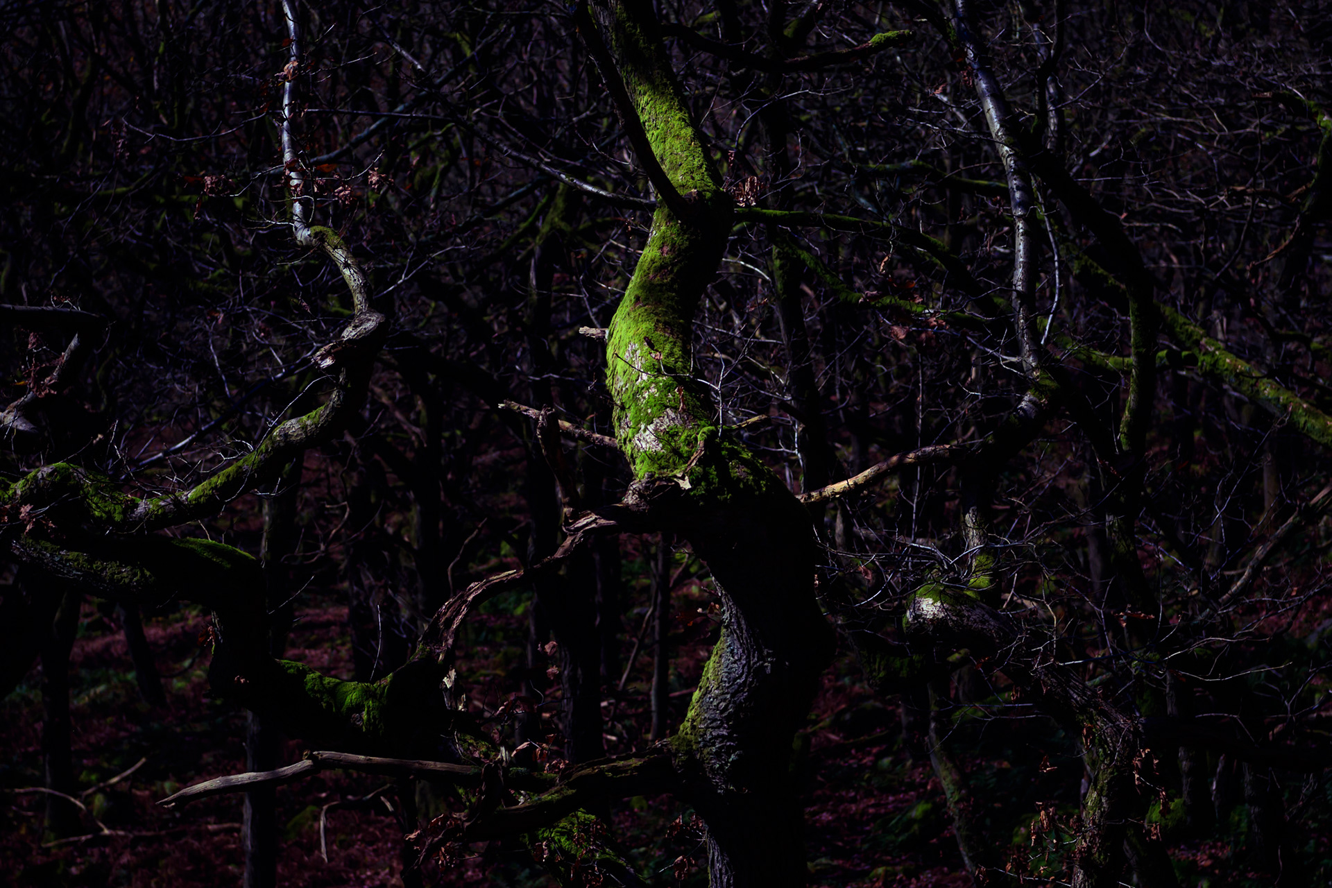 Bolehill quarry (disused), near Grindleford in the Peak District National Park, Derbyshire, UK