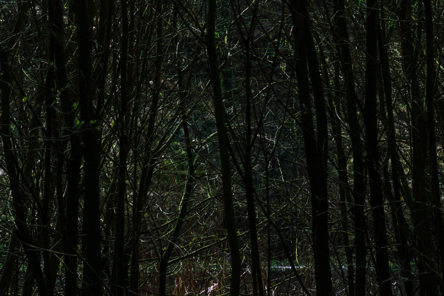 The River Wye in Miller’s Dale at Cressbrook (near Buxton), Derbyshire