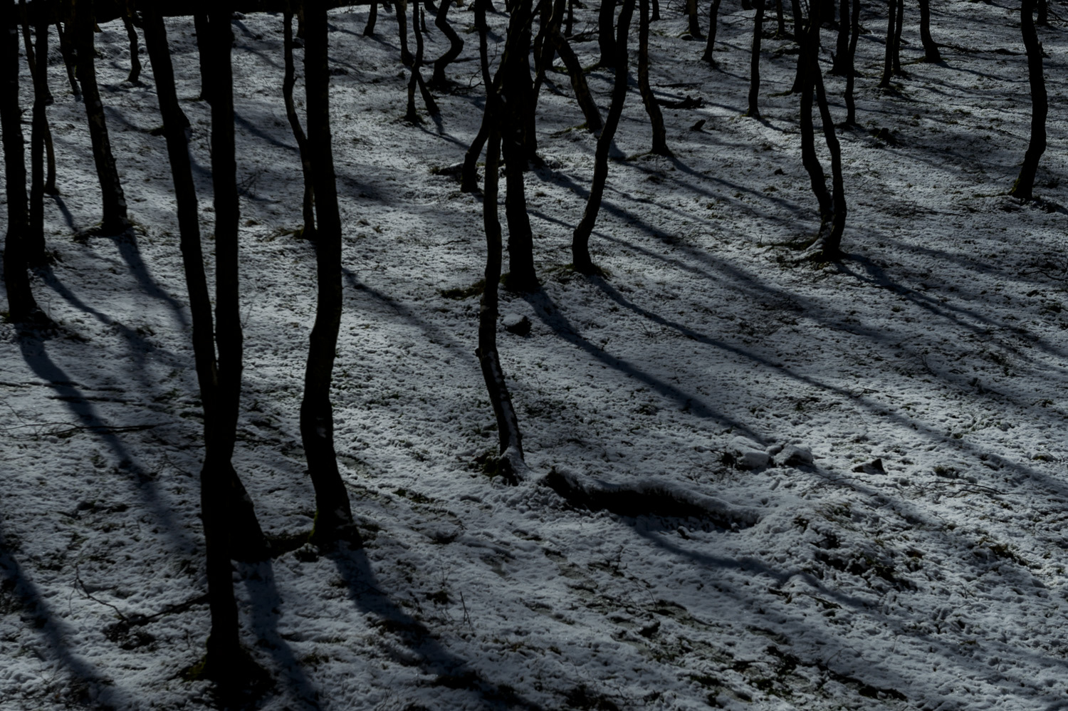 Silver birch trees in the snow, Lawrencefield quarry (near Hathersage), Peak District National Park, Derbyshire, UK