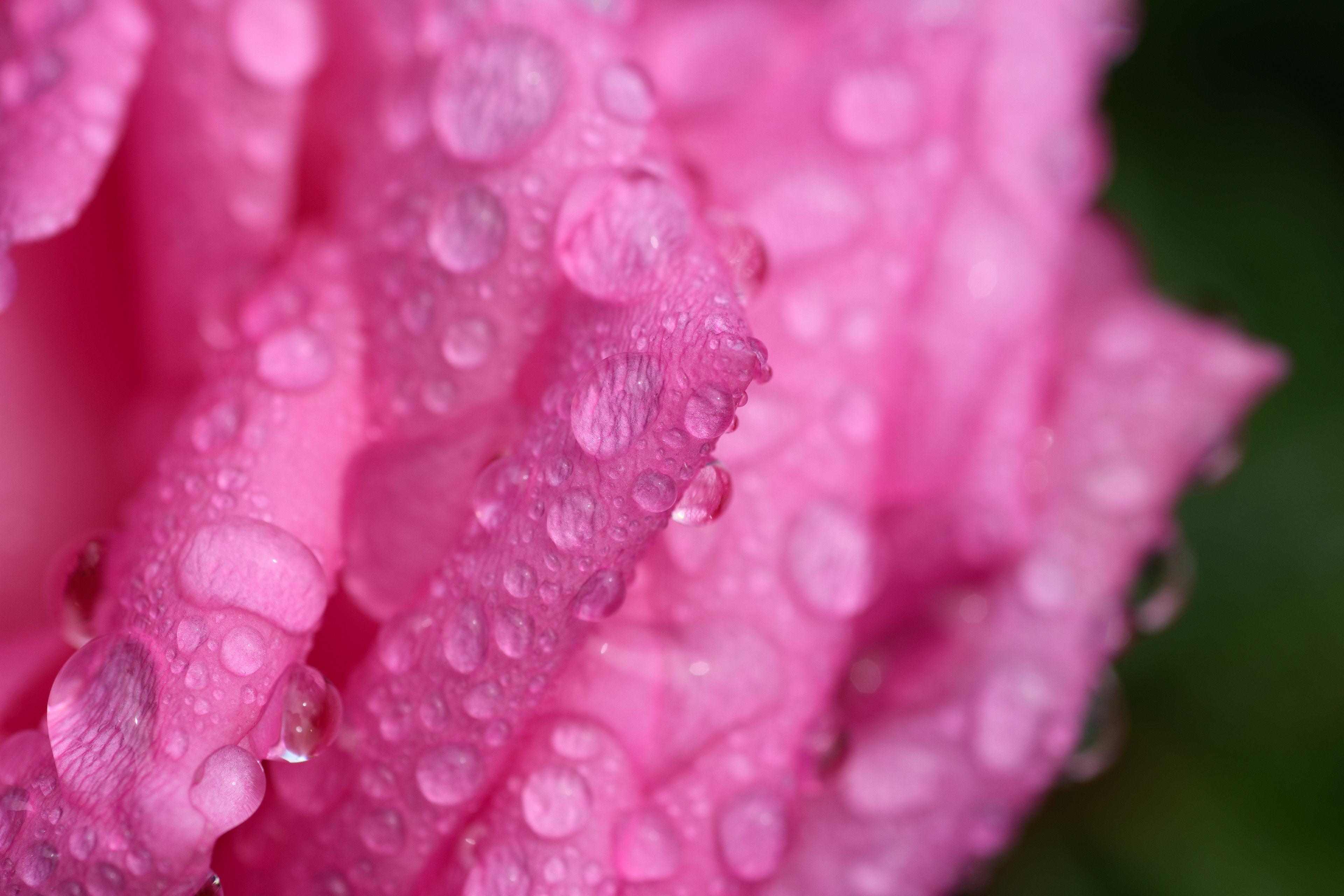 pink rose with raindrops