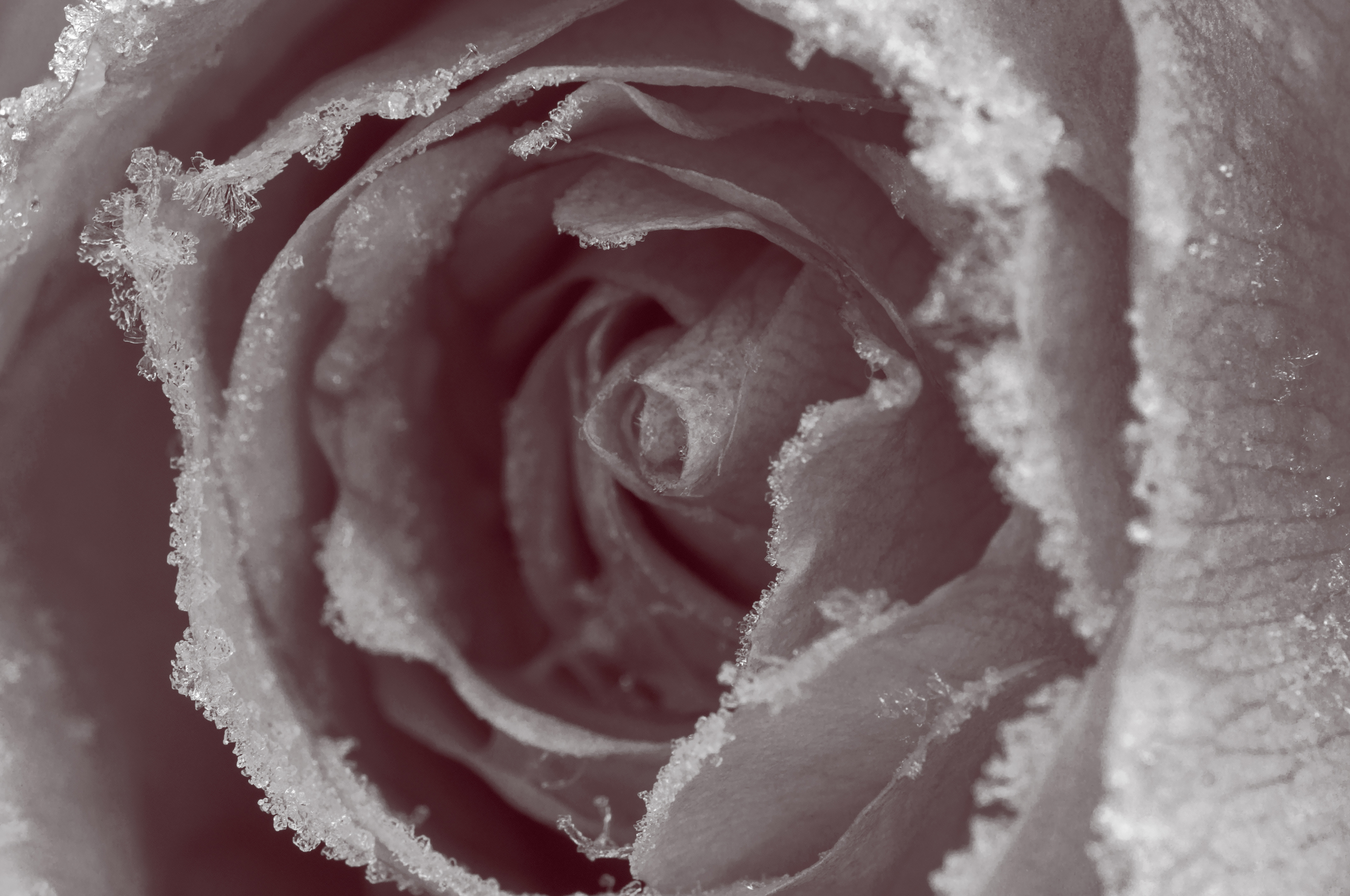 black and white photo of a pink rose with frost