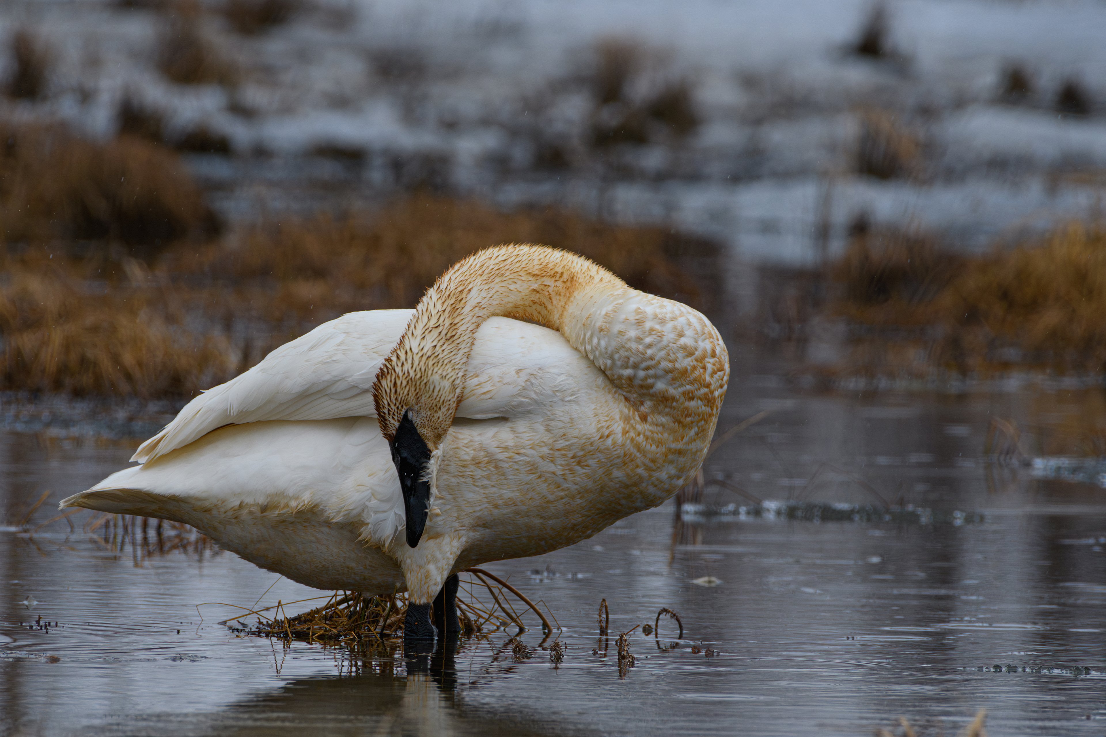 Trumpeter Swan