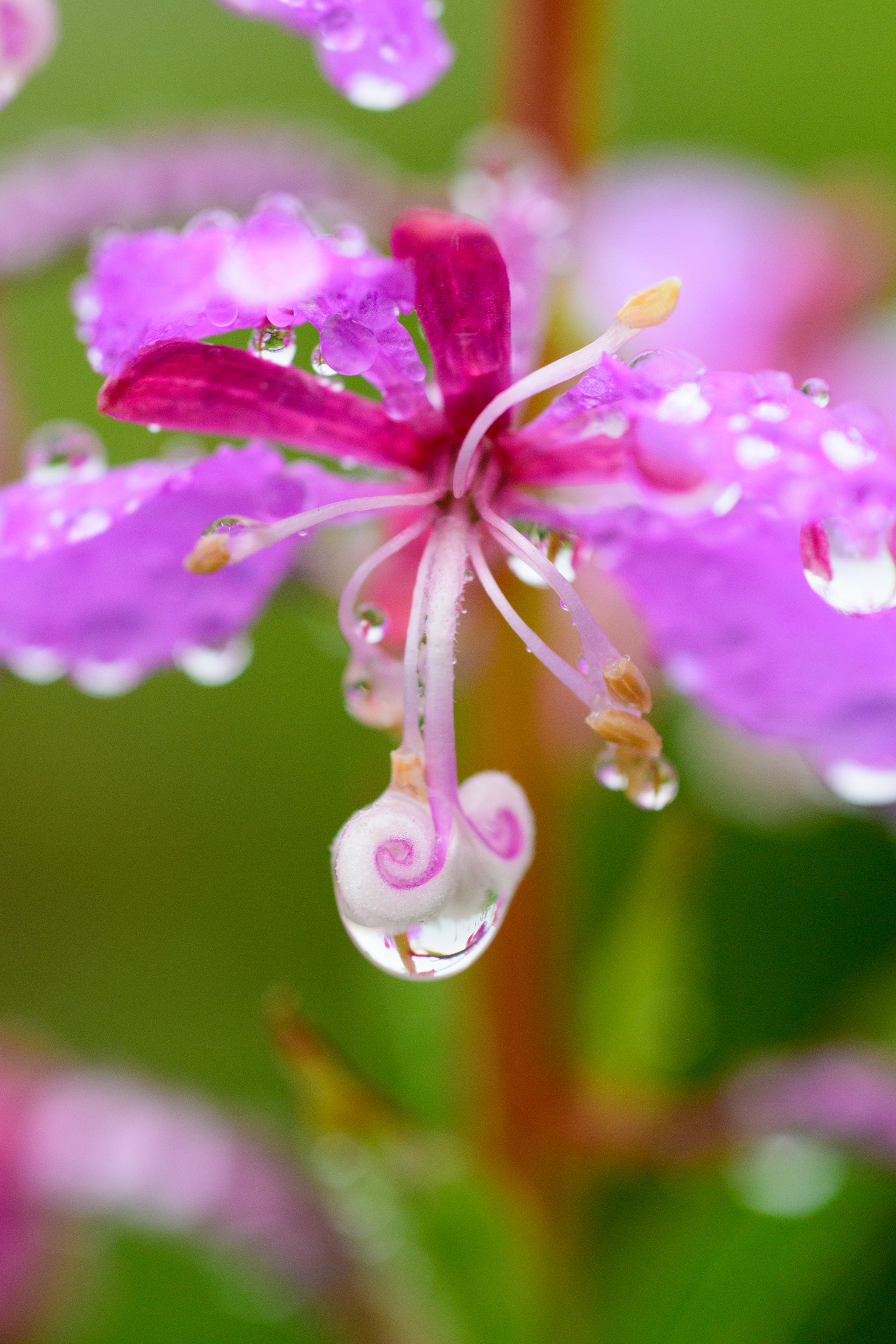 fireweed with raindrops