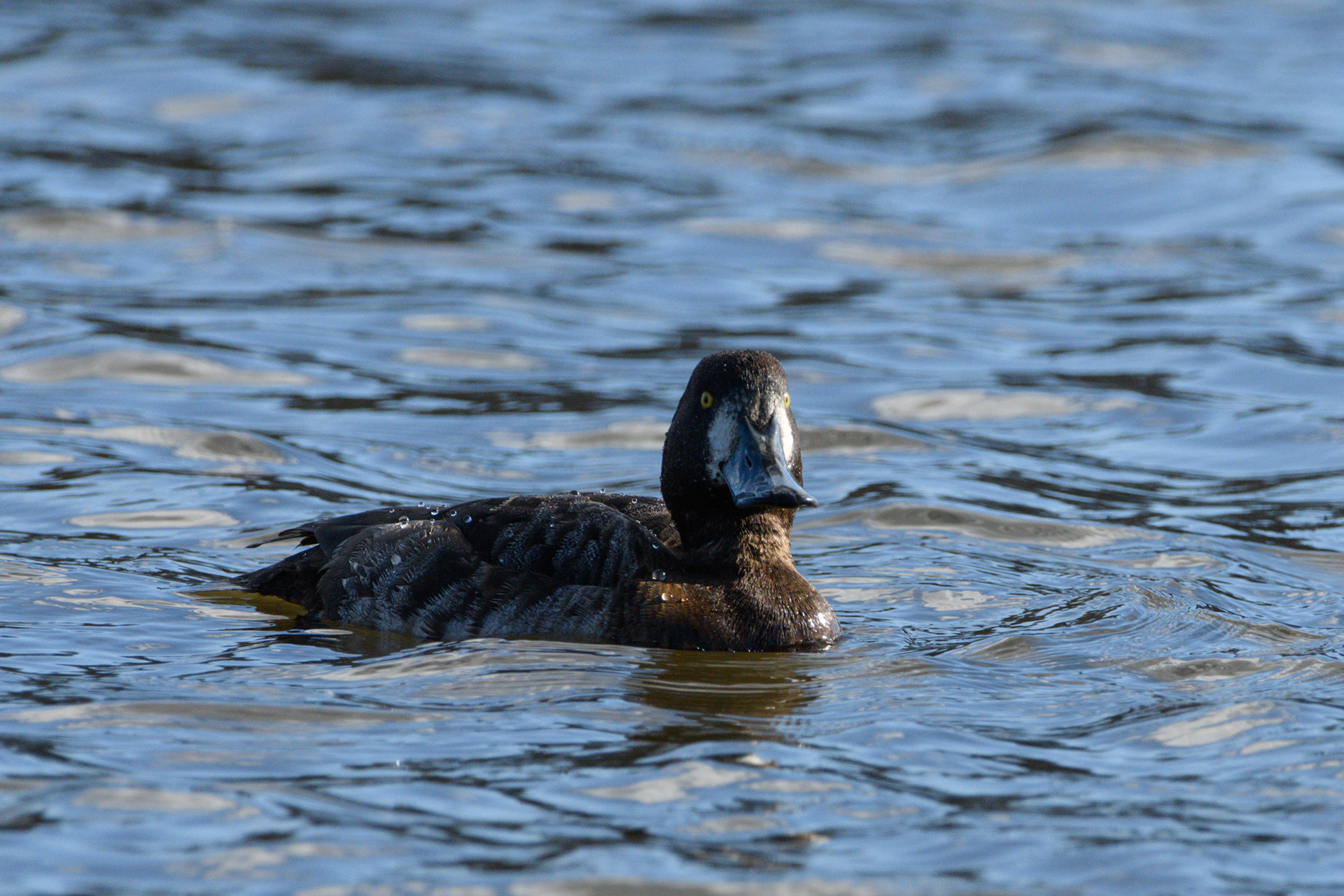 Female Greater Scaup 4/24/2024