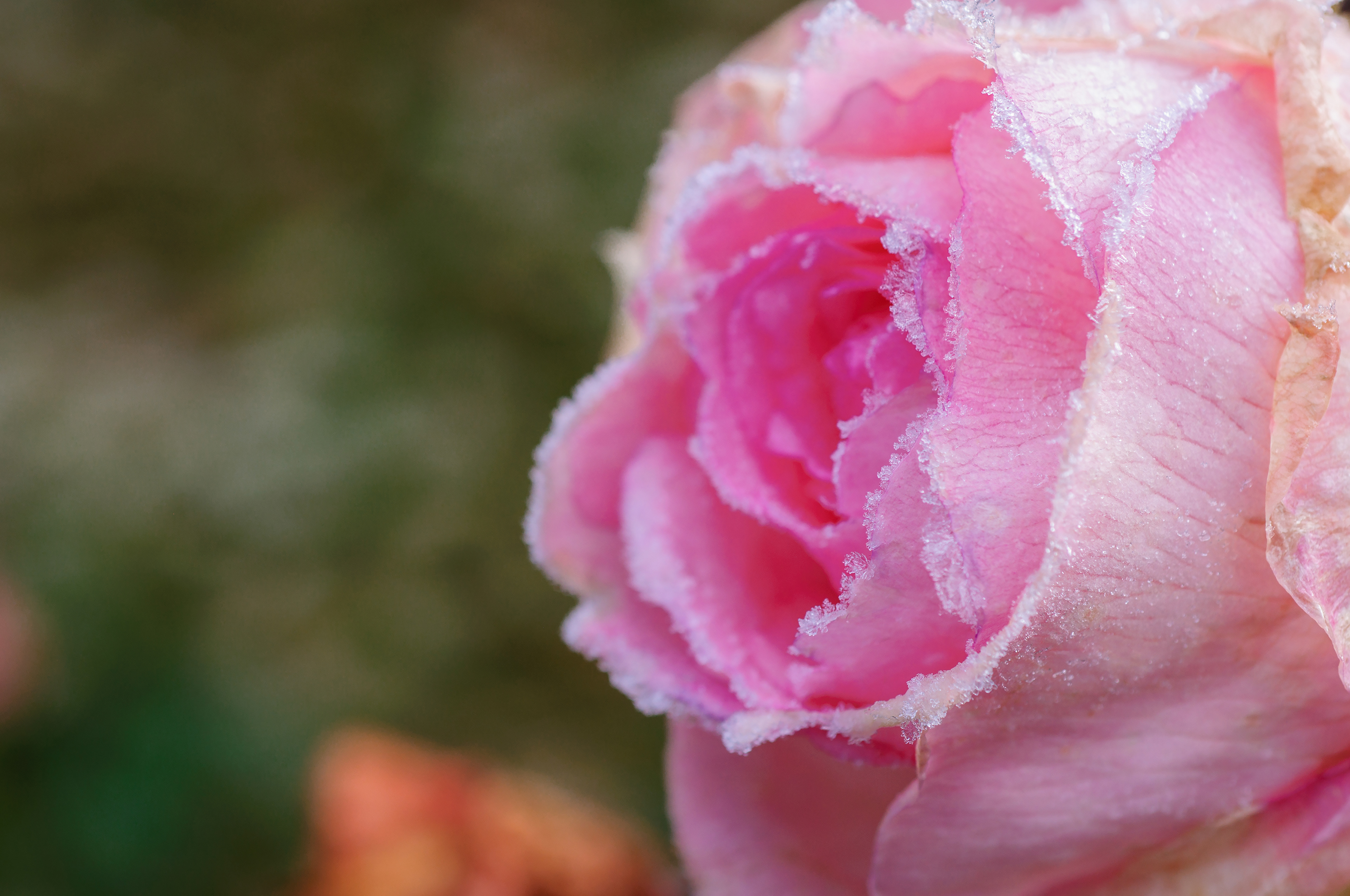 pink rose with Frost