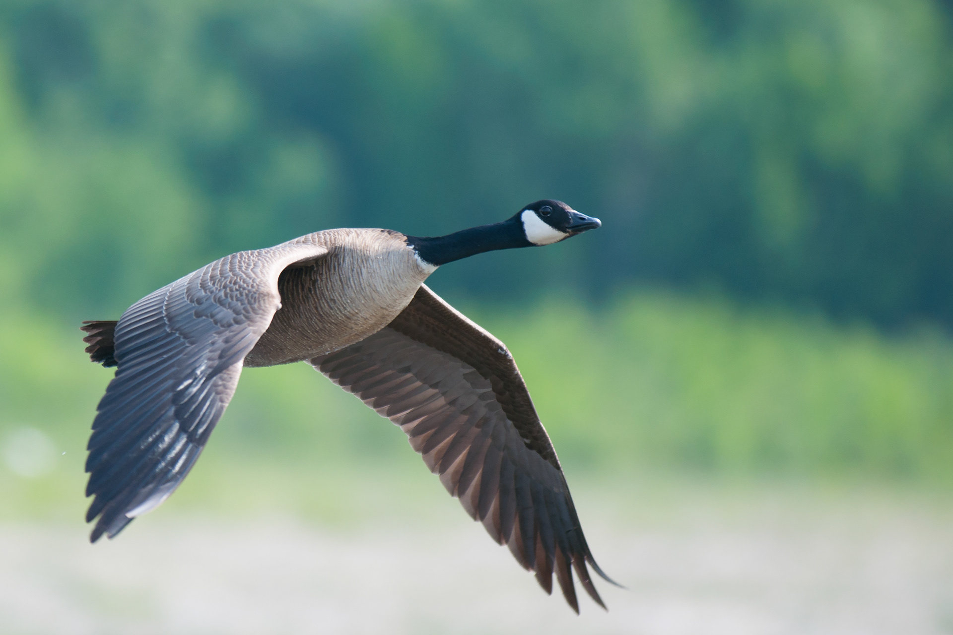 Canada Goose