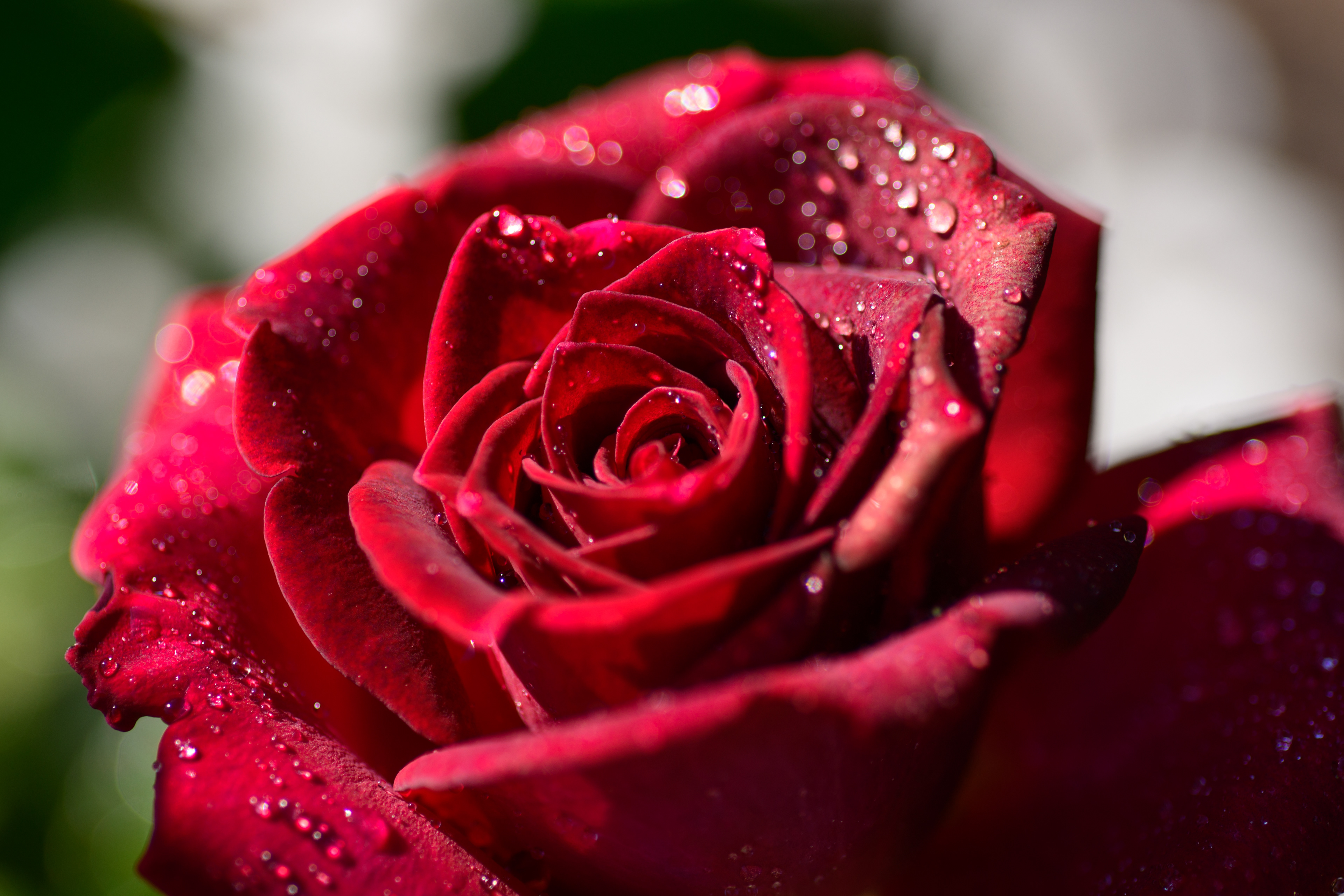 Red Rose with Rain drops