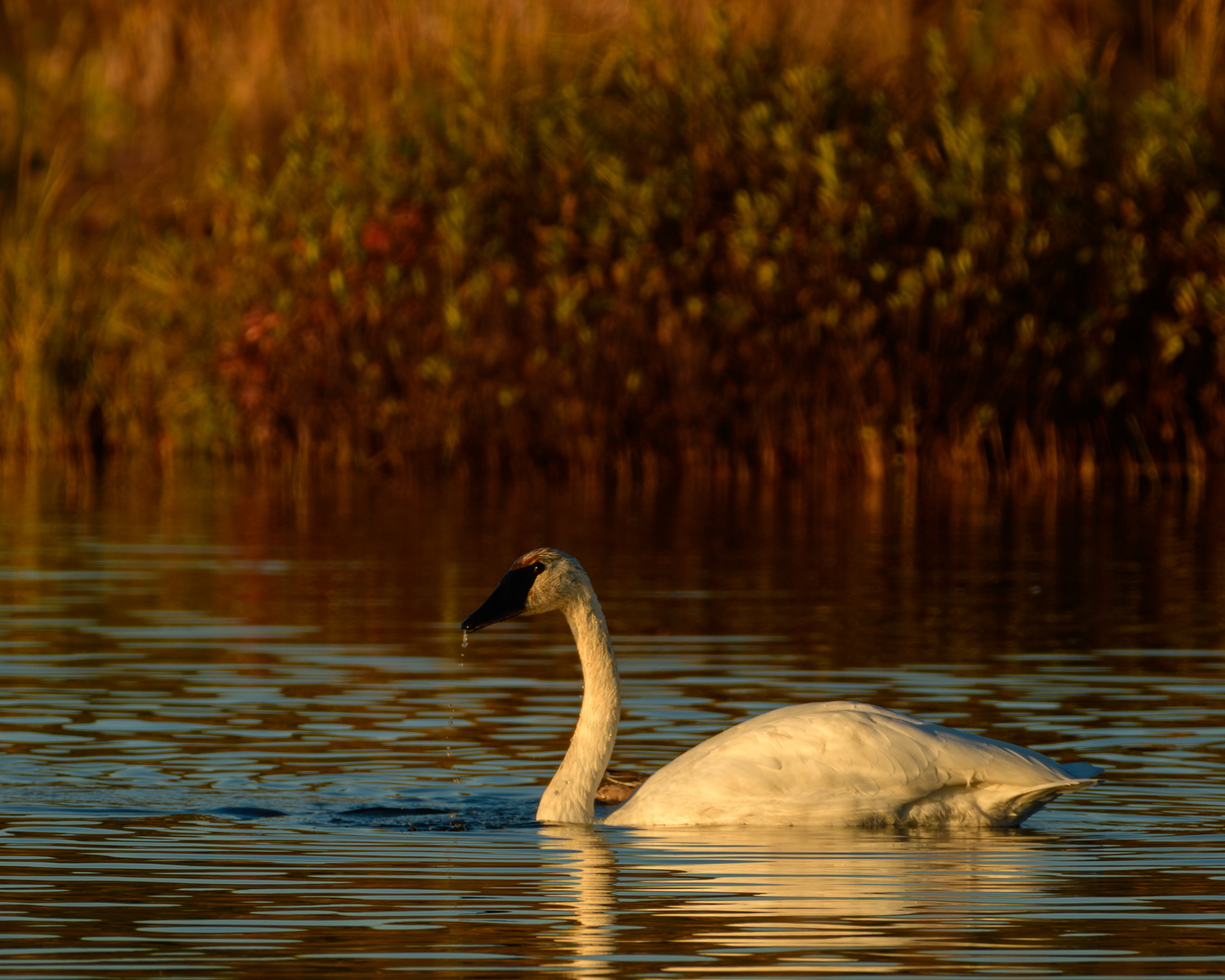Swan, Potter Marsh, Anchorage, Alaska