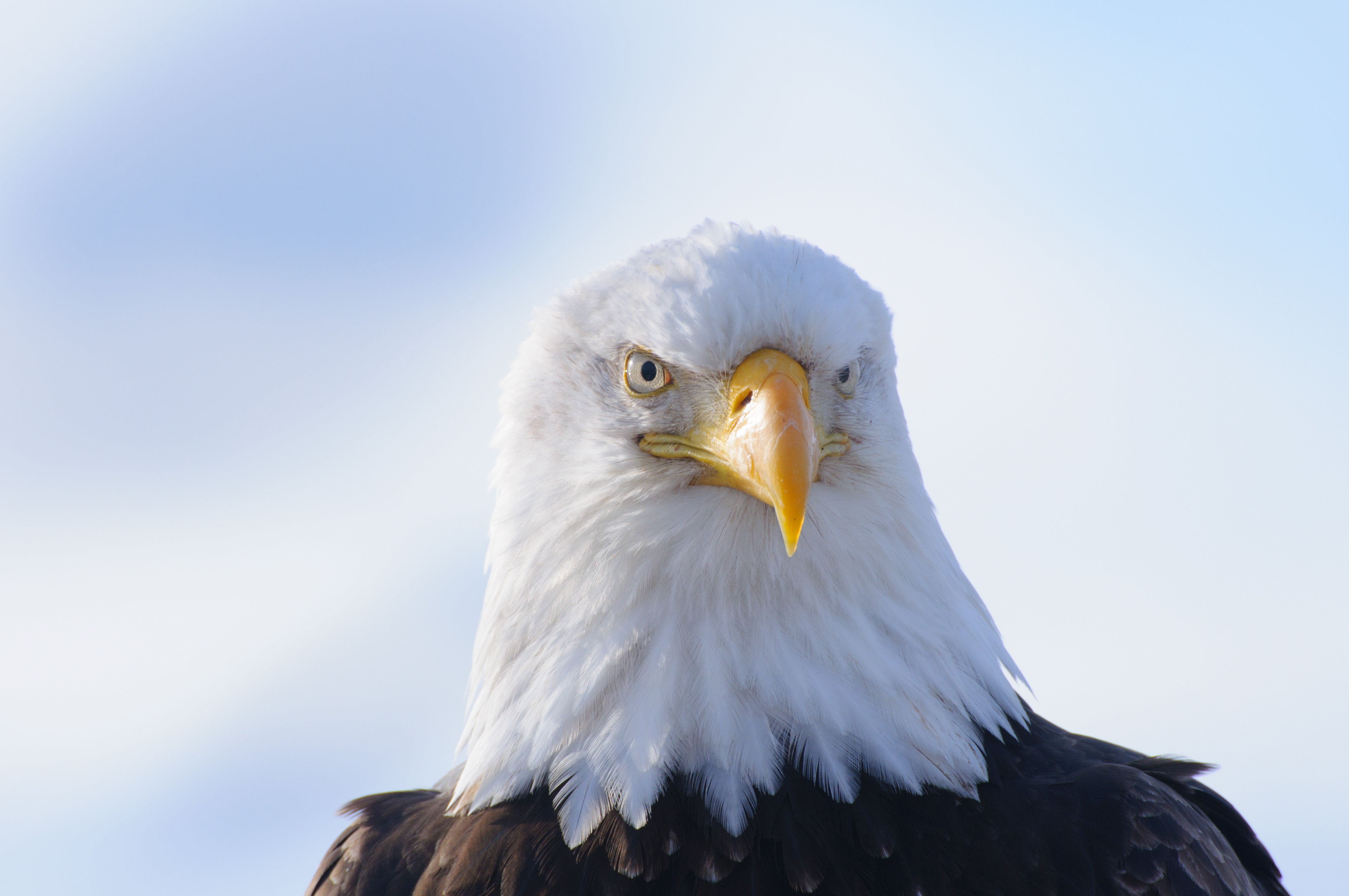 Eagle Portrait, Homer, Alaska