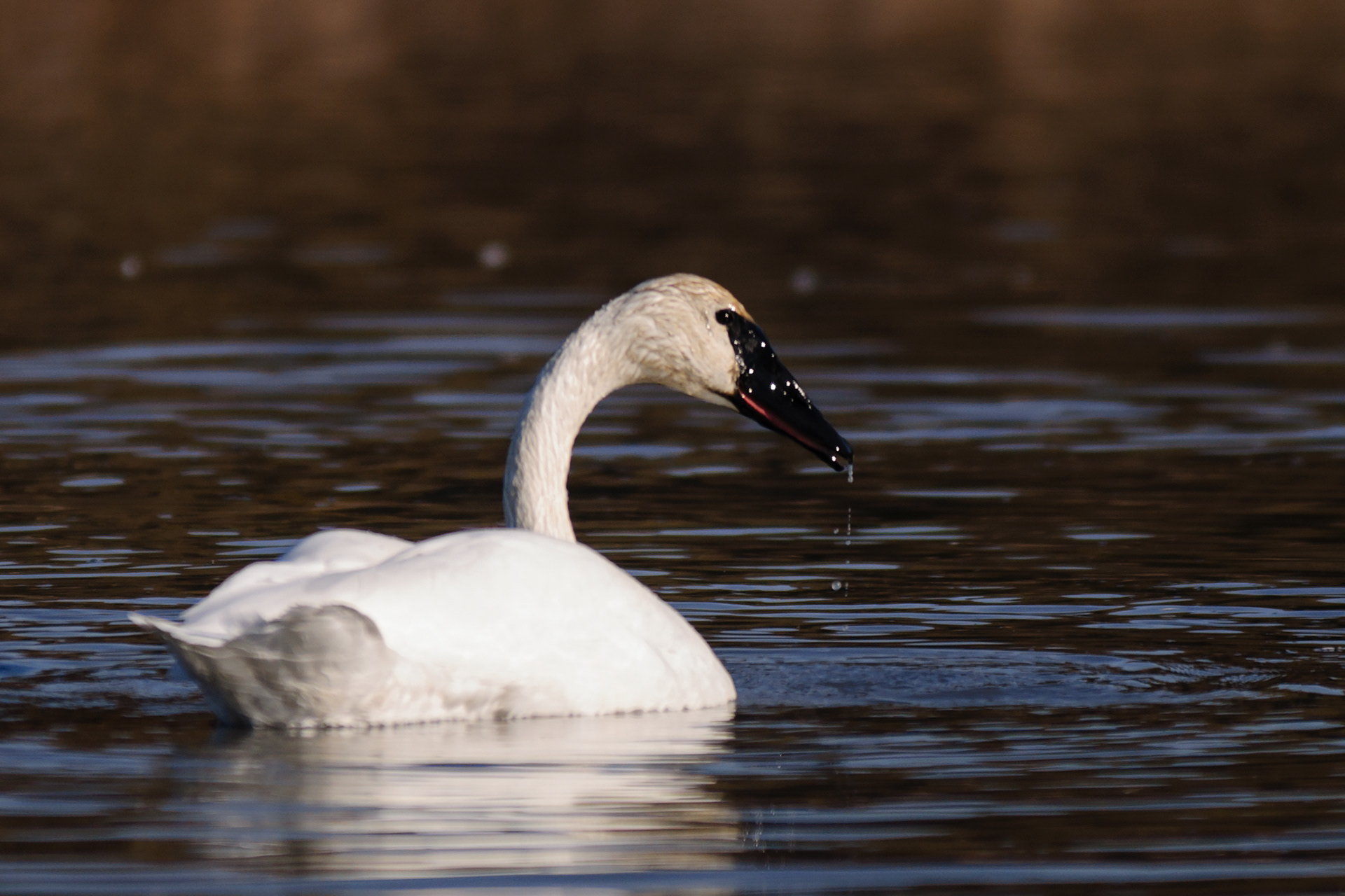 Swan, Potter Marsh, Anchorage, Alaska