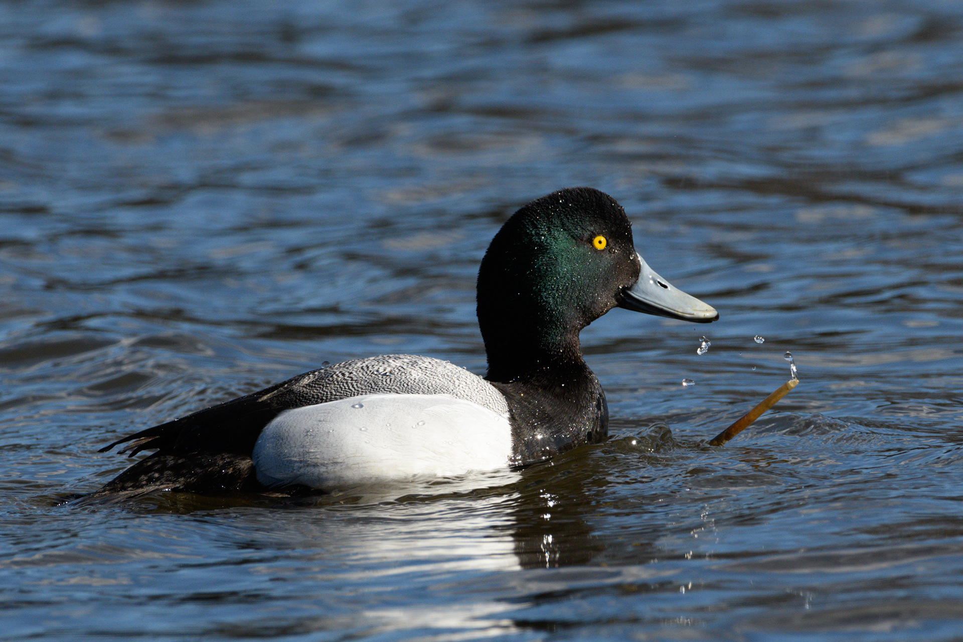 Male Greater Scaup 4/24/2024