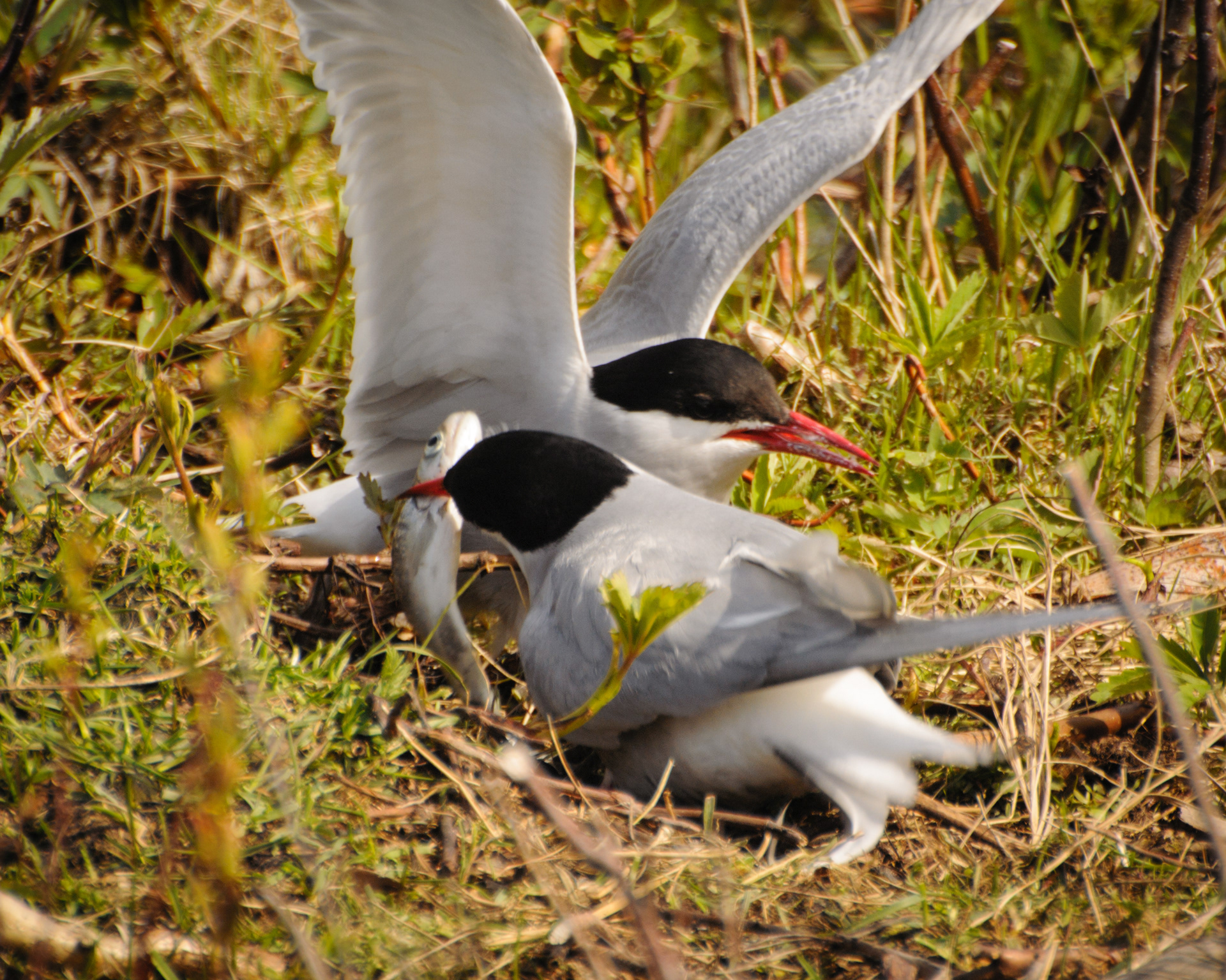 Arctic terns, with fish, Potter Marsh, Anchorage, Alaska
