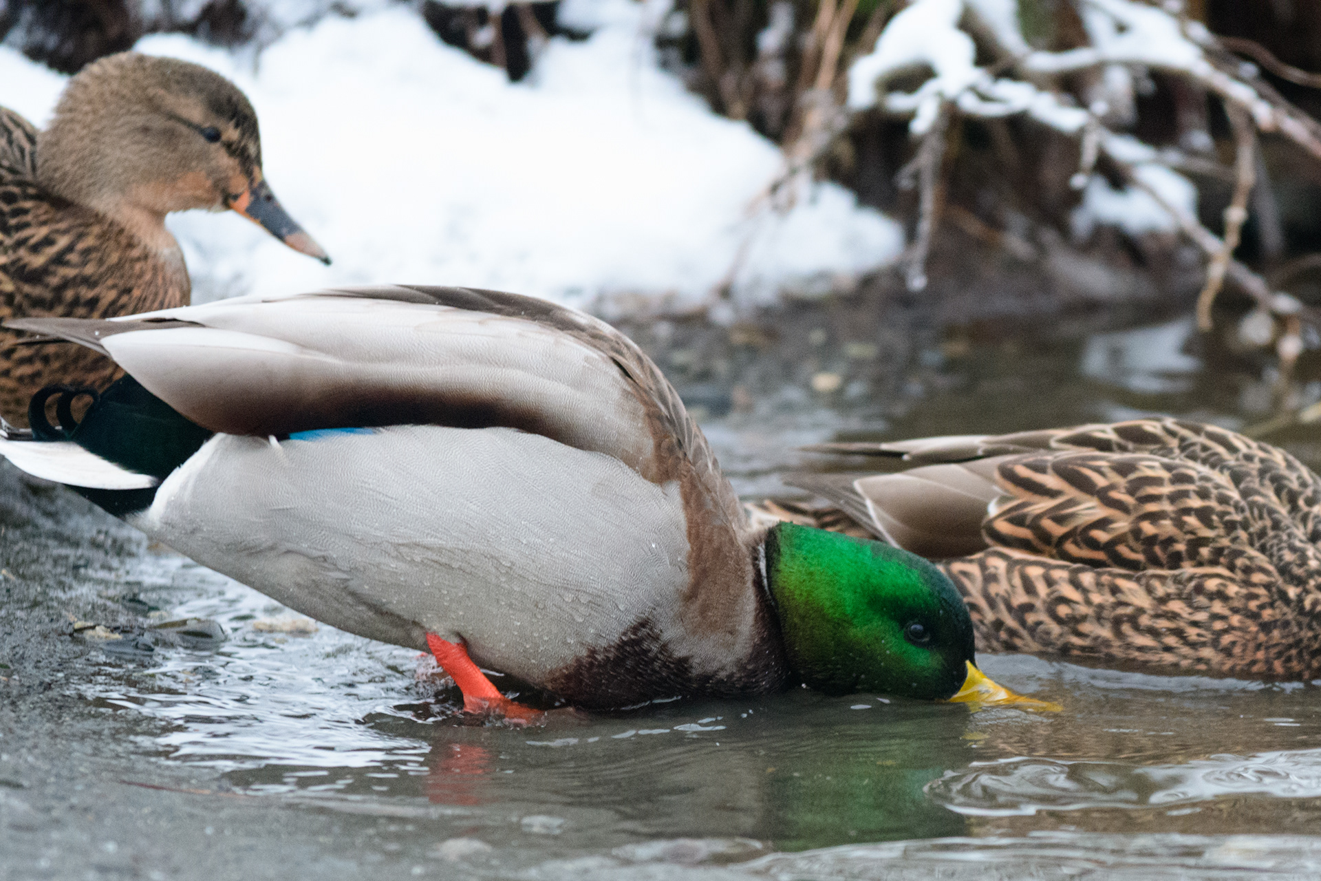 Mallard