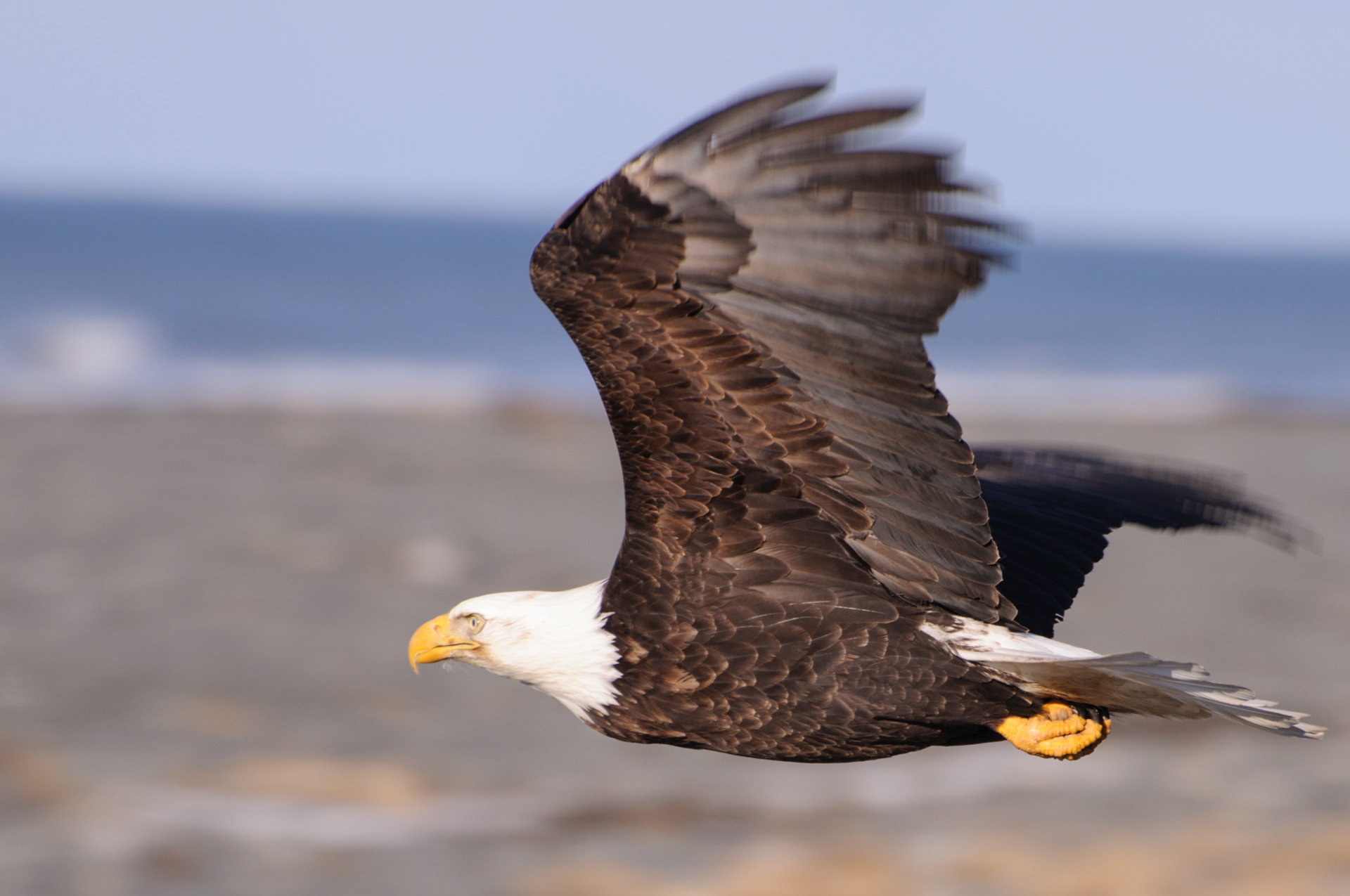 Bald eagle flying, Homer, Alaska