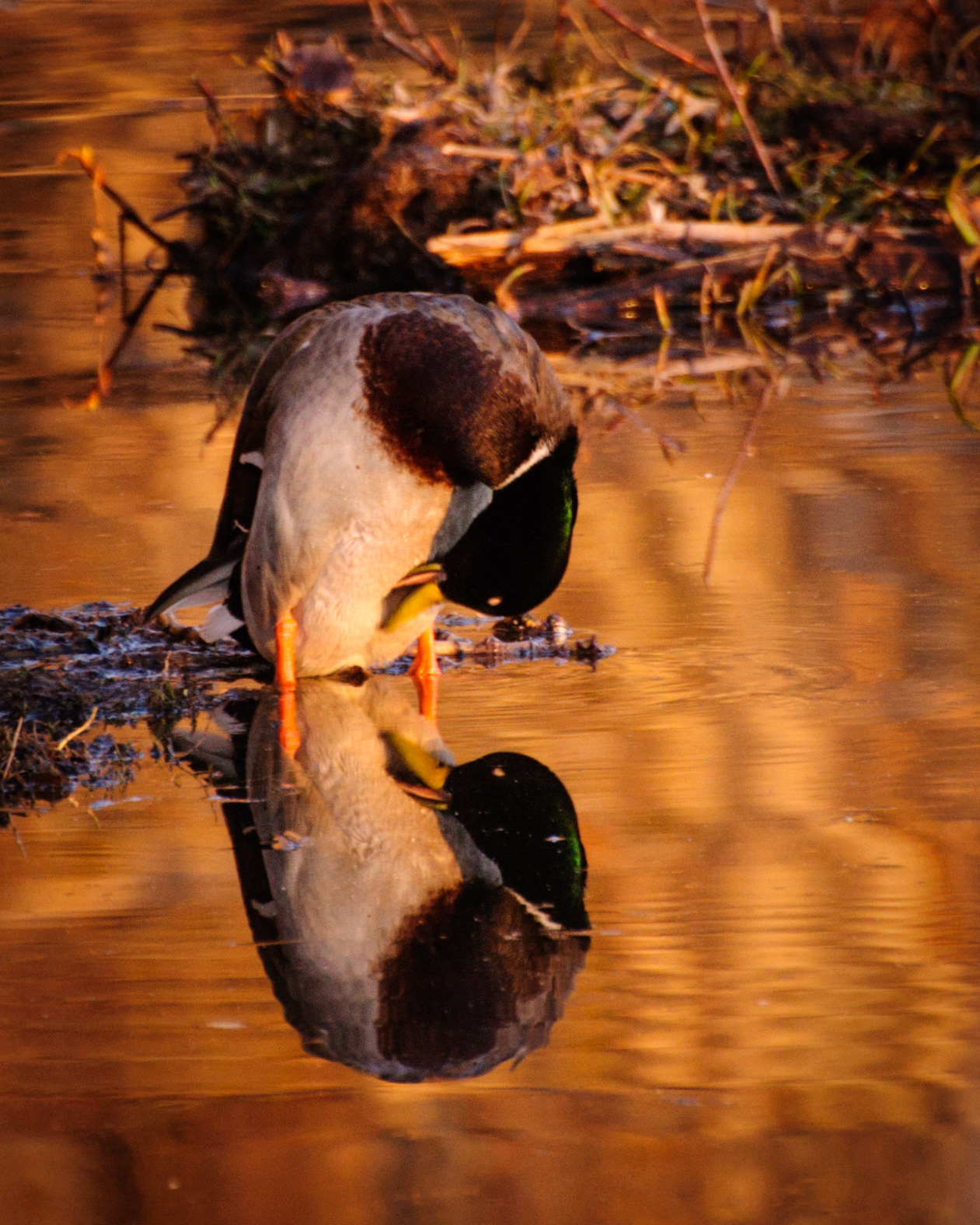 Mallard reflected in the water while Preening, Potter Marsh, Anchorage, Alaska