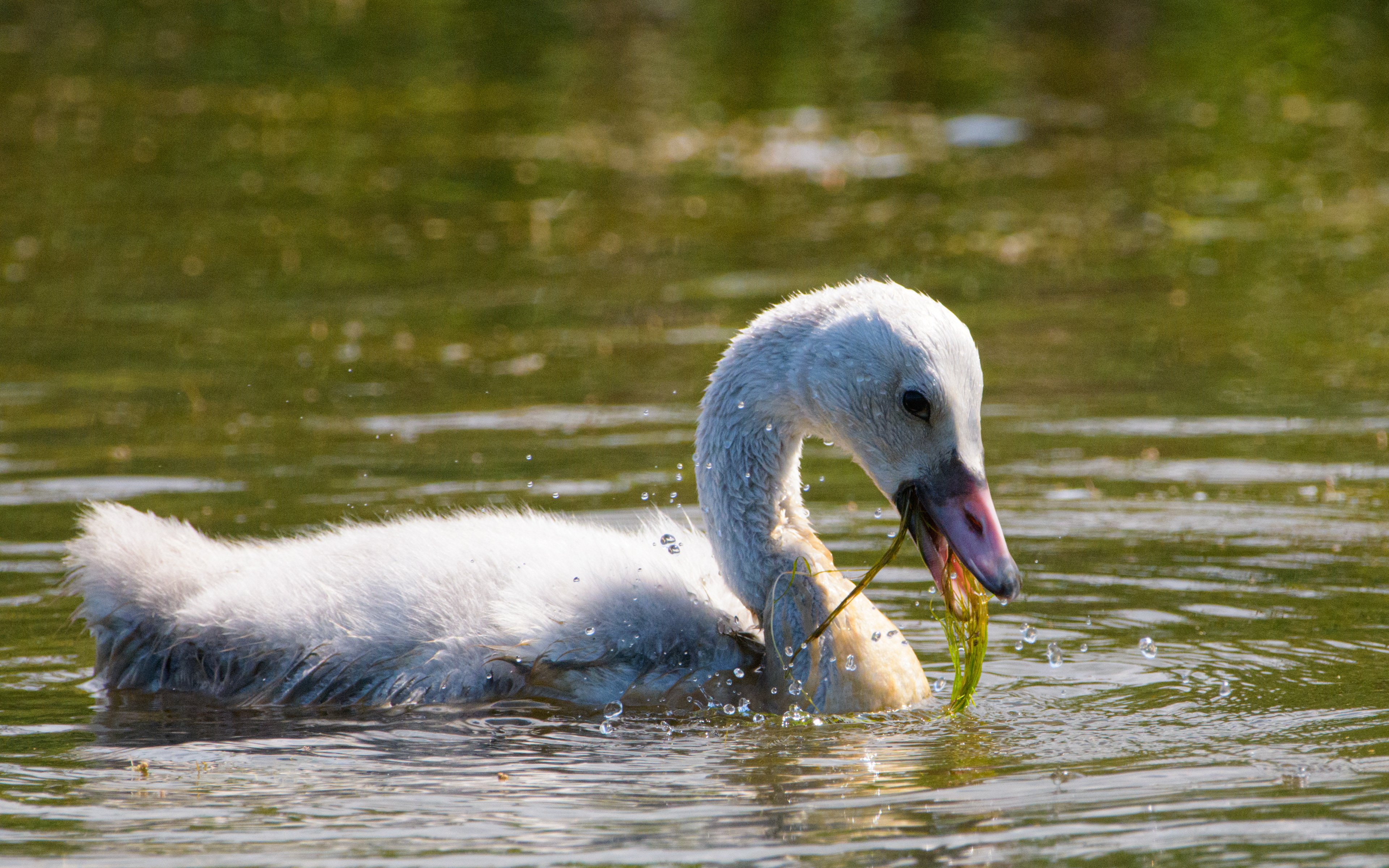 Cygnet swimming, Potter Marsh, Anchorage, Alaska
