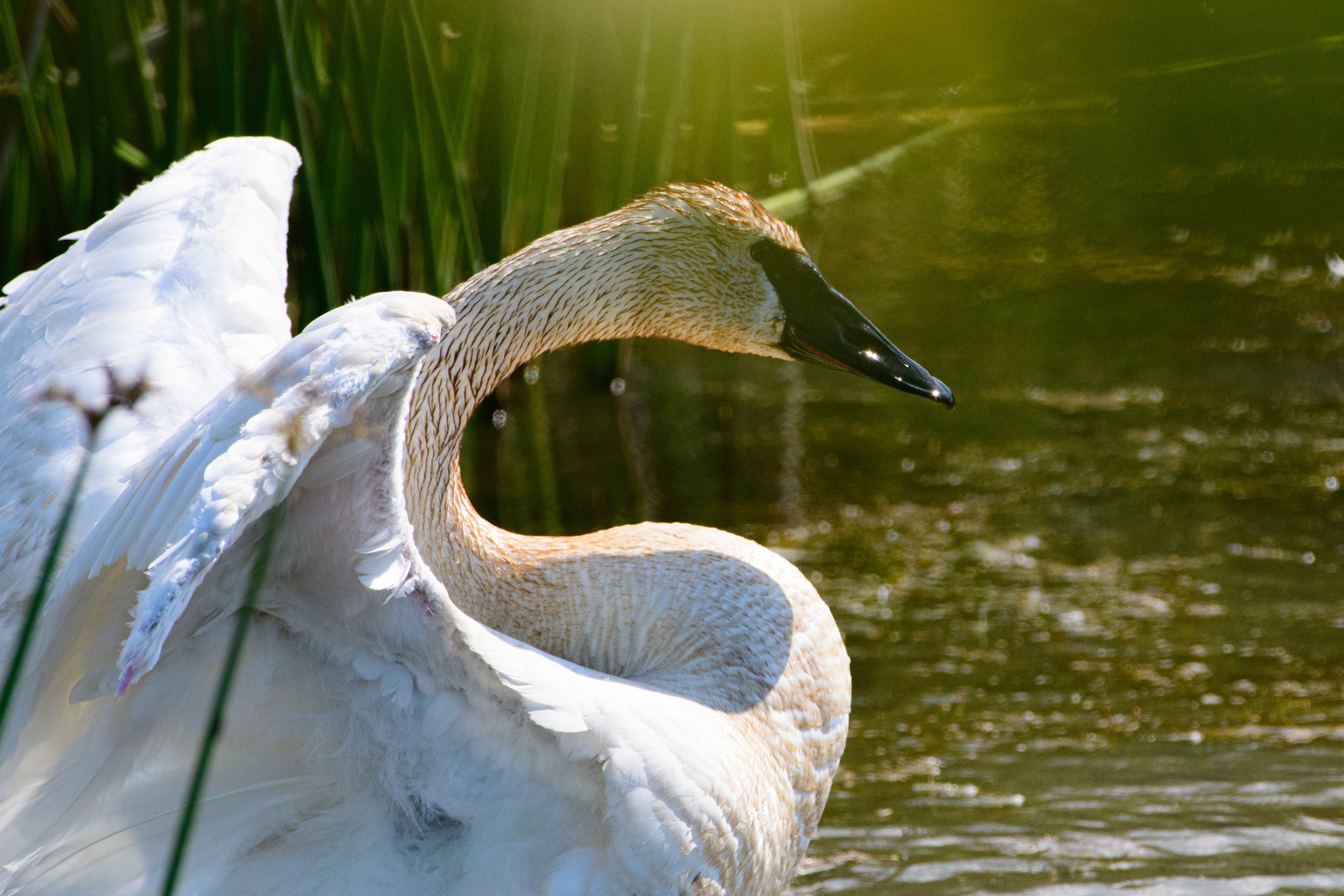 Flightless Trumpeter swan stretching