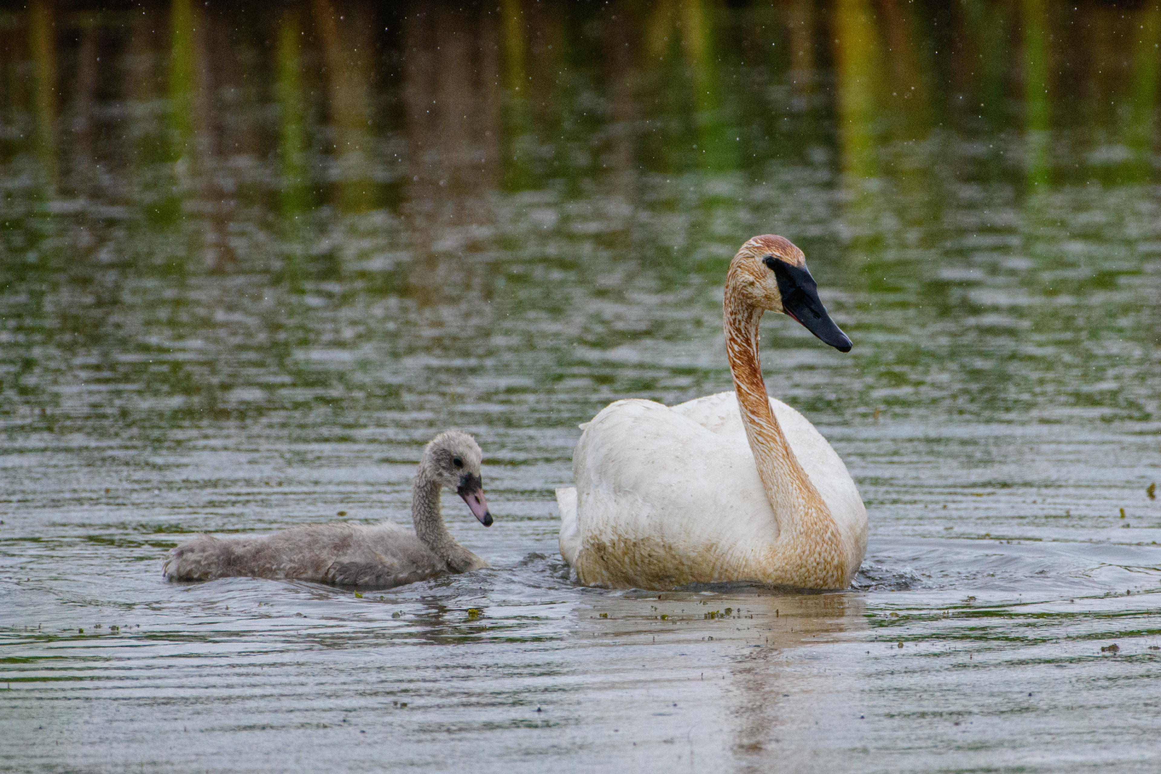Swan and cygnet swimming, Potter Marsh, Anchorage, Alaska