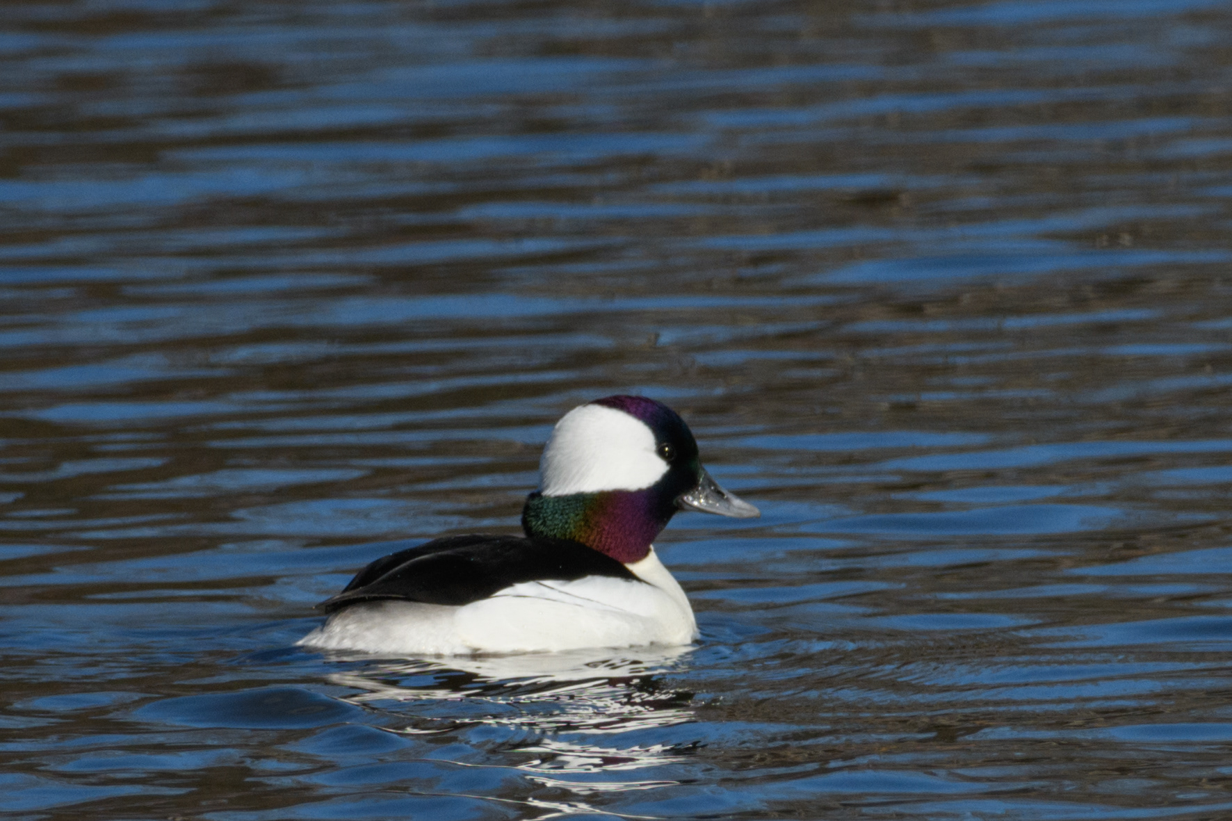 Male Bufflehead 4/24/2024