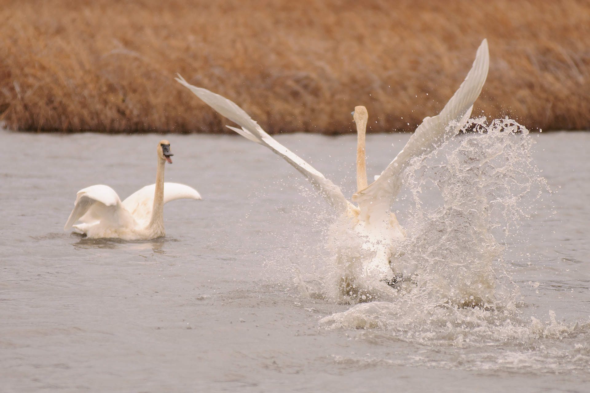 Swan splashing down Potter Marsh, Anchorage Alaska