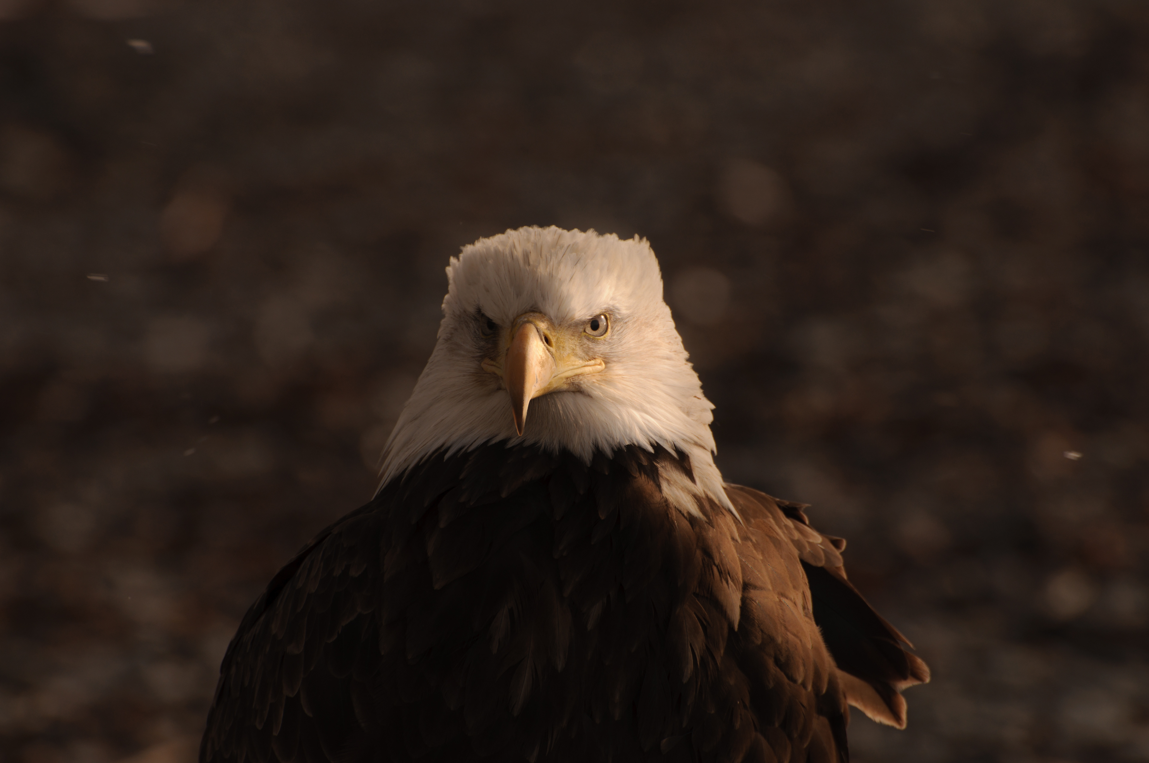 Bald Eagle